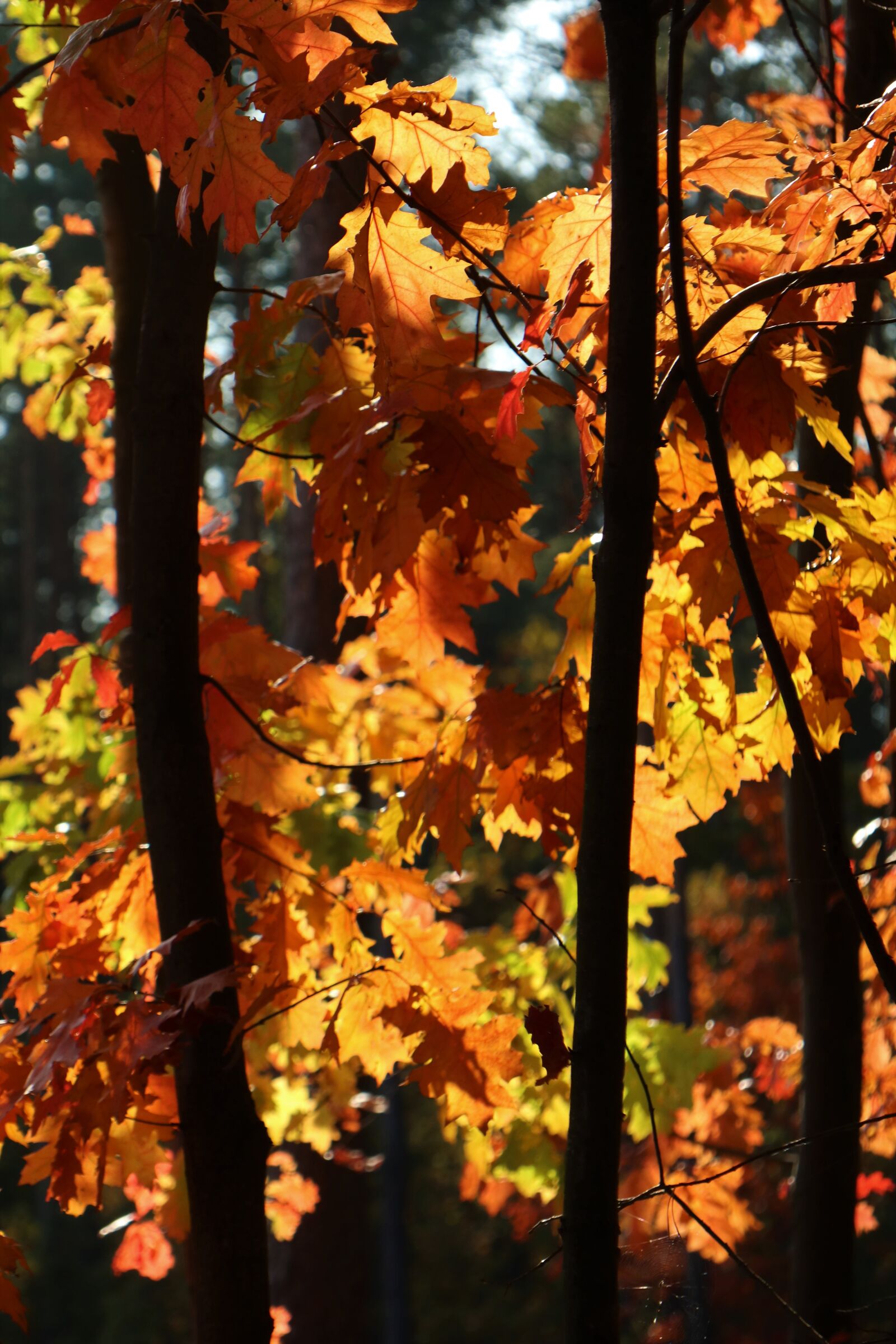 Canon EOS M6 sample photo. The light of autumn photography