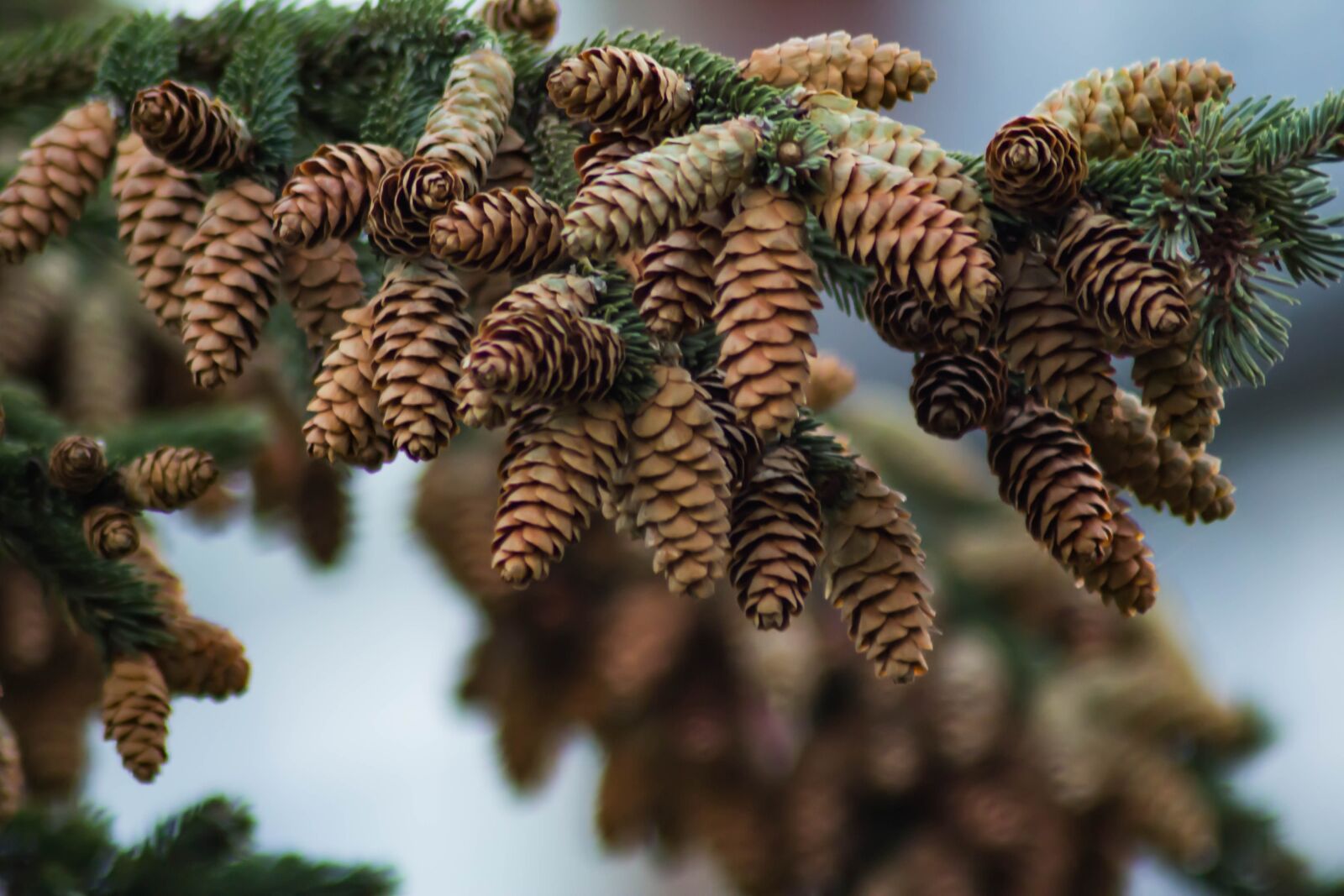Canon EOS 60D sample photo. Spruce, cones, needles photography
