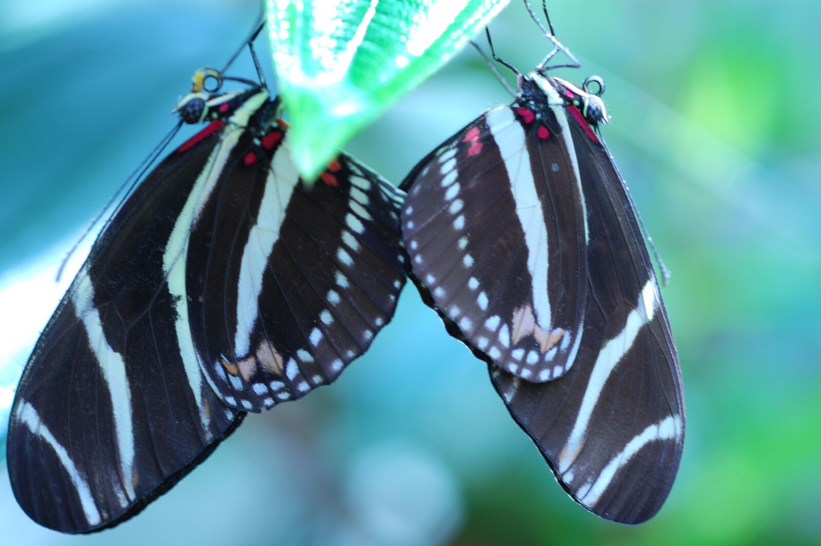 Nikon D40 sample photo. Butterflies, insects, nature photography