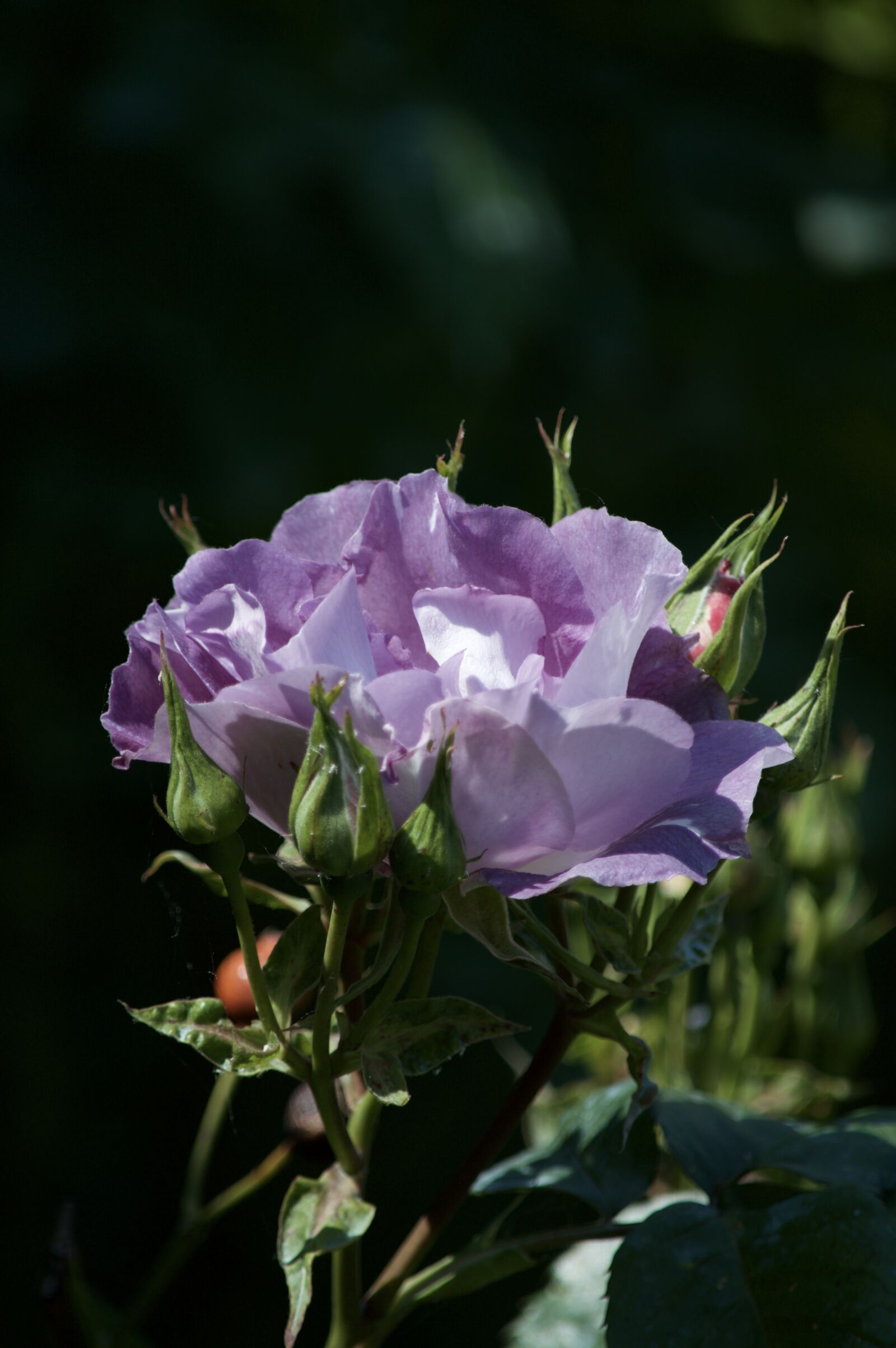 Nikon D3200 sample photo. Pink purple, pink, flower photography
