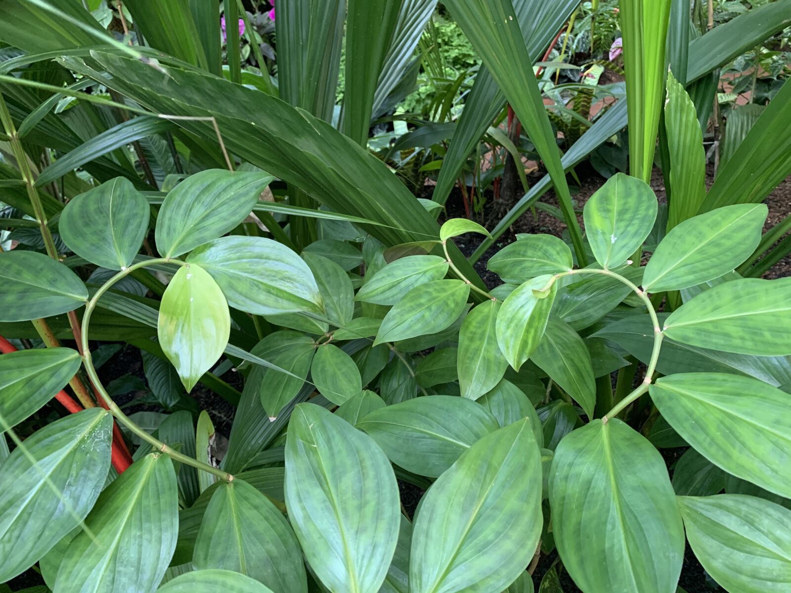 Apple iPhone XR sample photo. Plant, heart, leave photography