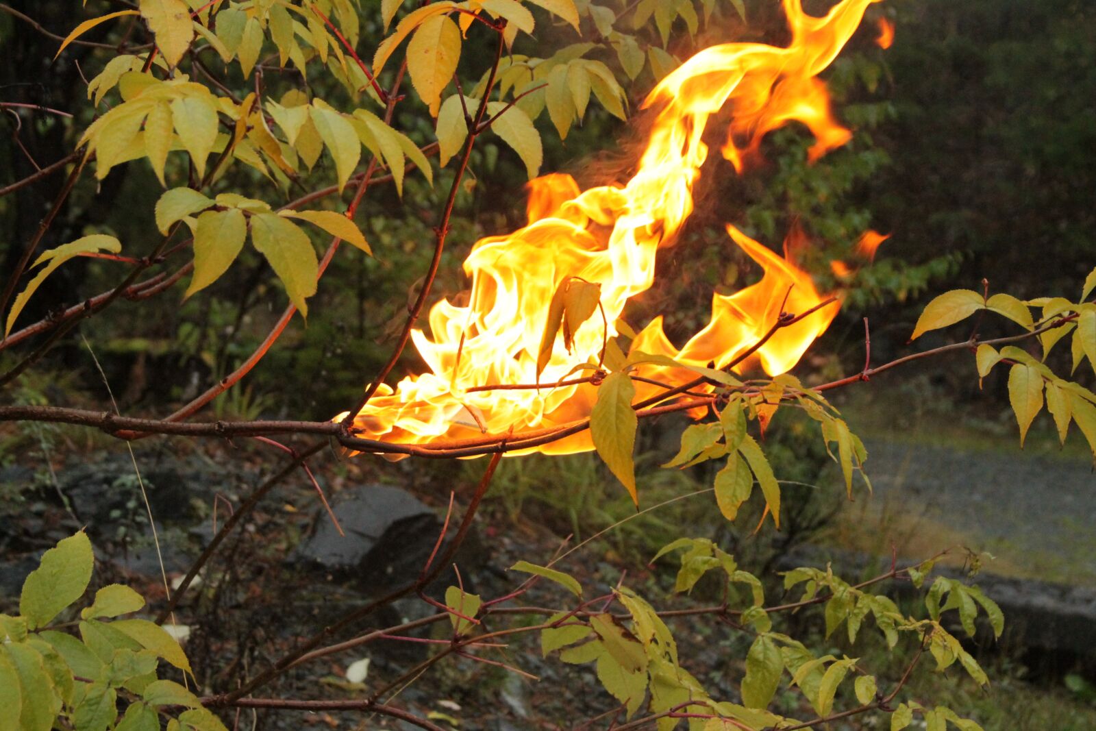 Canon EF 28-135mm F3.5-5.6 IS USM sample photo. Fire, nature, life photography