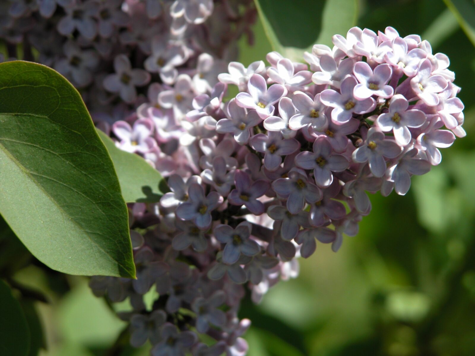 Nikon E5700 sample photo. Nature, flowers, green photography