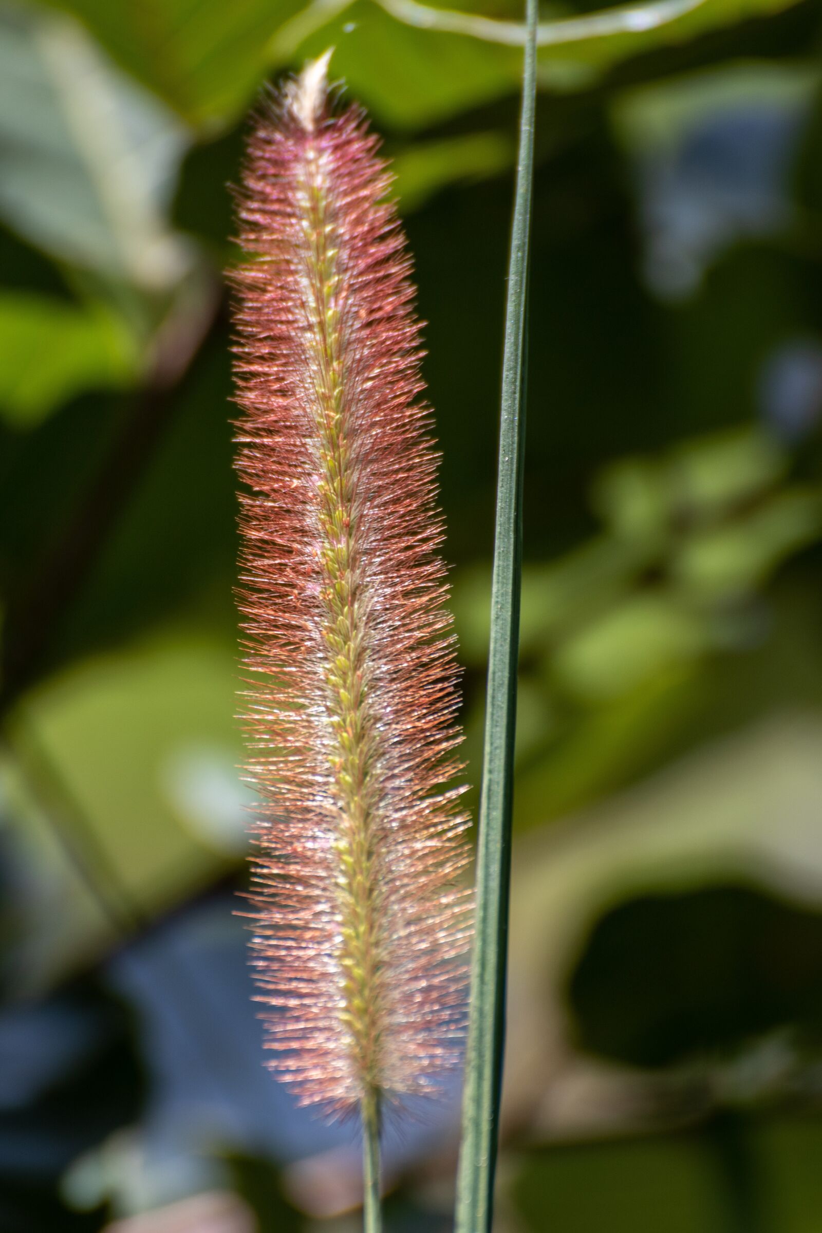 Canon EOS 80D sample photo. Flowers, nature, plant photography