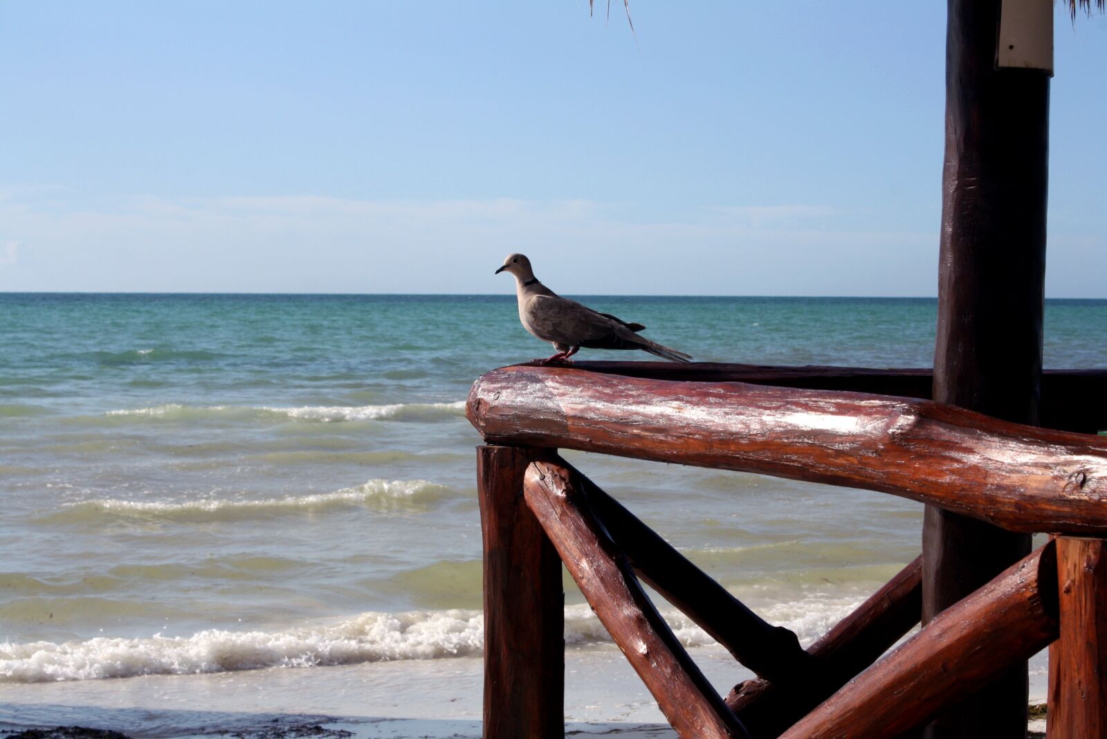 Canon EOS 1000D (EOS Digital Rebel XS / EOS Kiss F) sample photo. Dove dove, holbox island photography