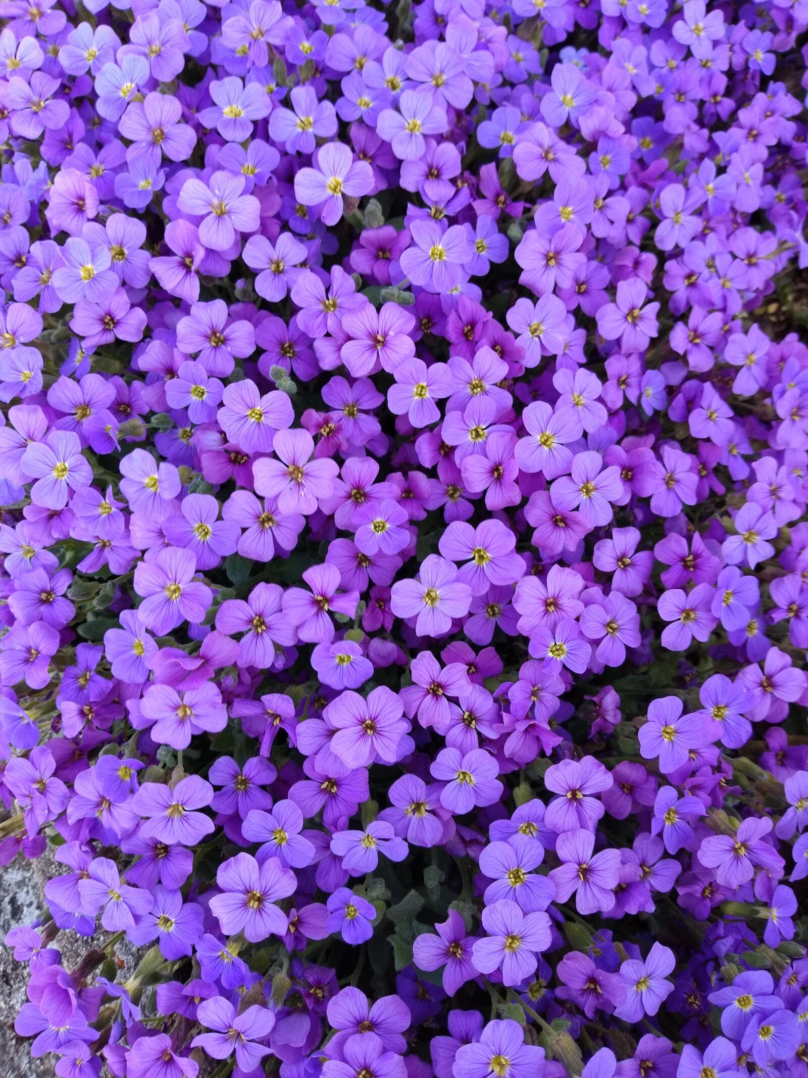 Motorola ONE sample photo. Flowers, purple, spring photography