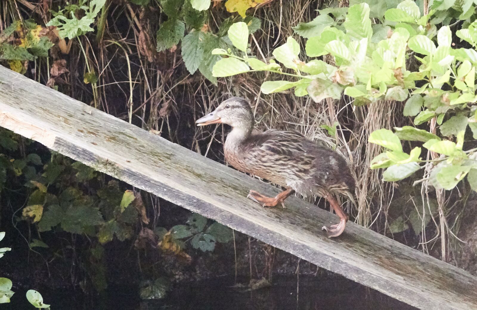 Sony Cyber-shot DSC-RX10 IV sample photo. Duck, head, bill photography