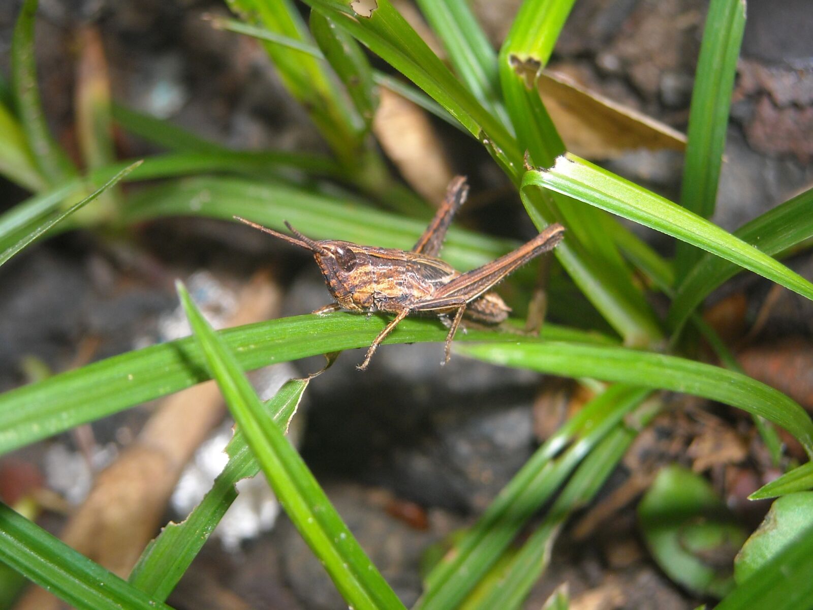 Nikon Coolpix L16 sample photo. Grasshopper, brown, grass photography