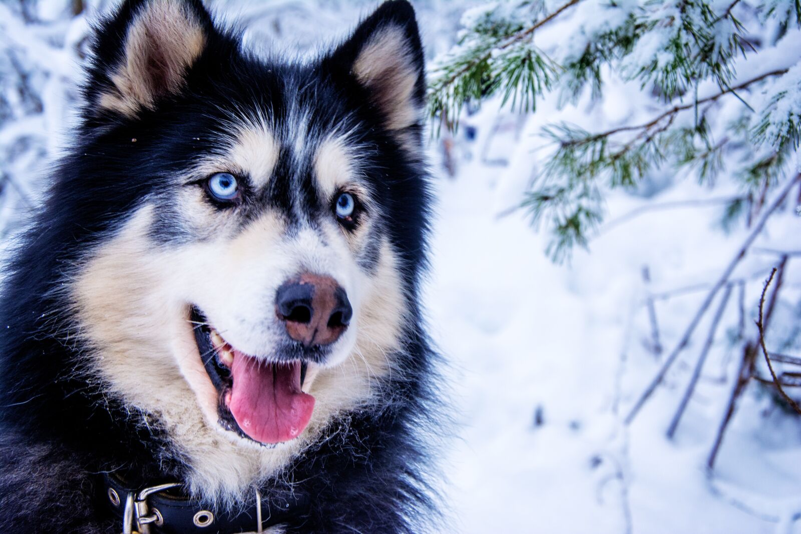 Nikon D7100 sample photo. Husky, snow dog, sled photography