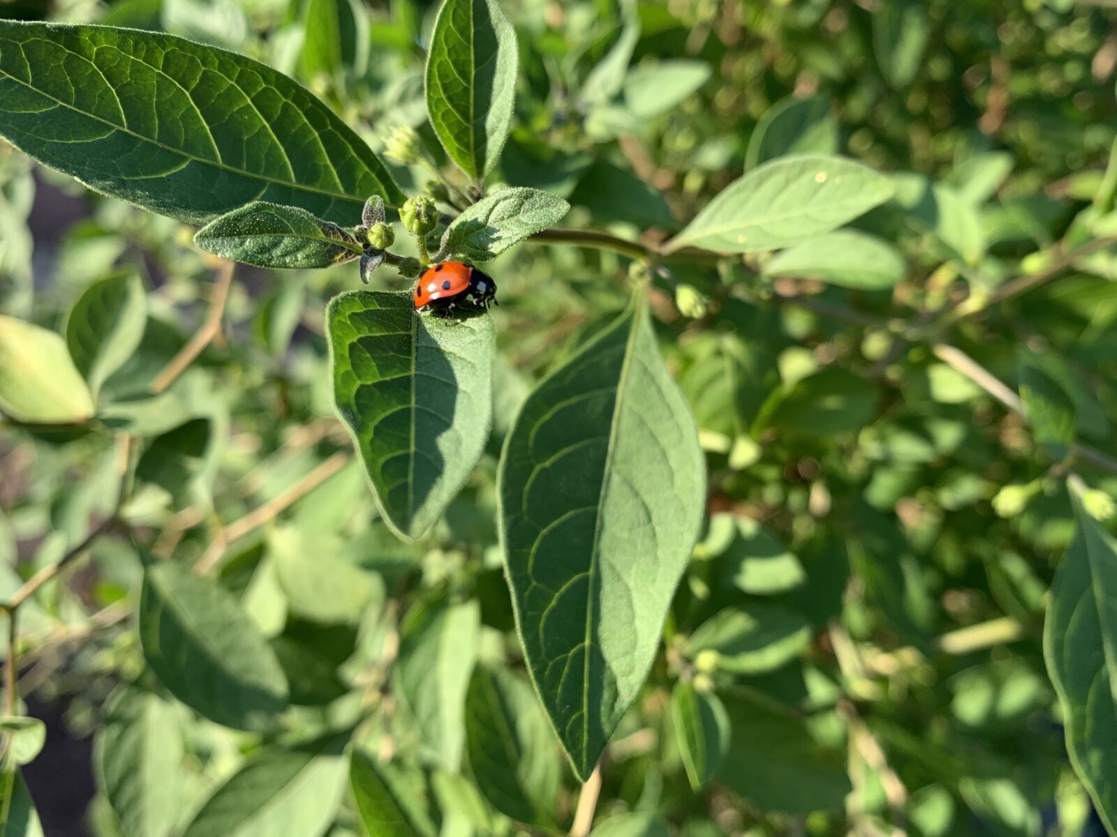 iPhone XR back camera 4.25mm f/1.8 sample photo. Ladybug, leaves, plant photography