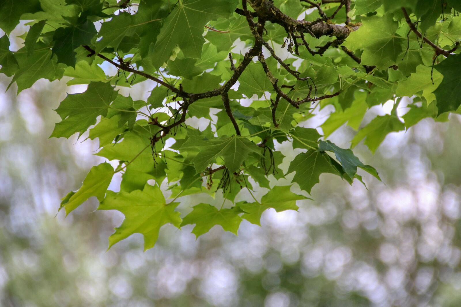Canon EOS 80D sample photo. Maple leaf, leaf, background photography