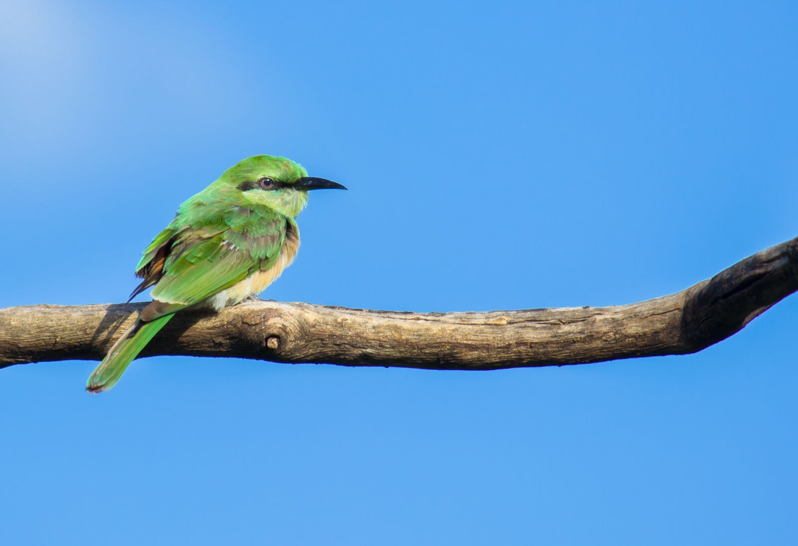Canon EOS 600D (Rebel EOS T3i / EOS Kiss X5) sample photo. Green bee eater, bird photography