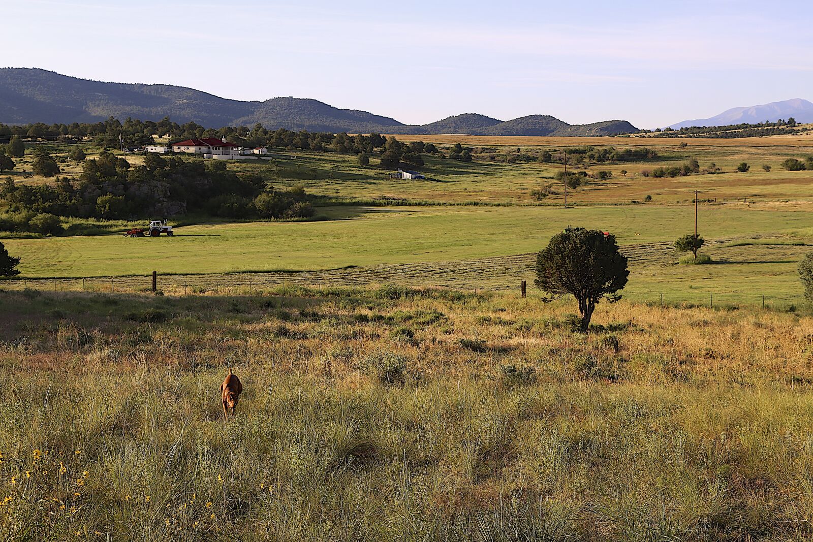Canon EOS 6D + Canon EF 24-105mm F4L IS USM sample photo. Colorado, countryside, vizsla photography