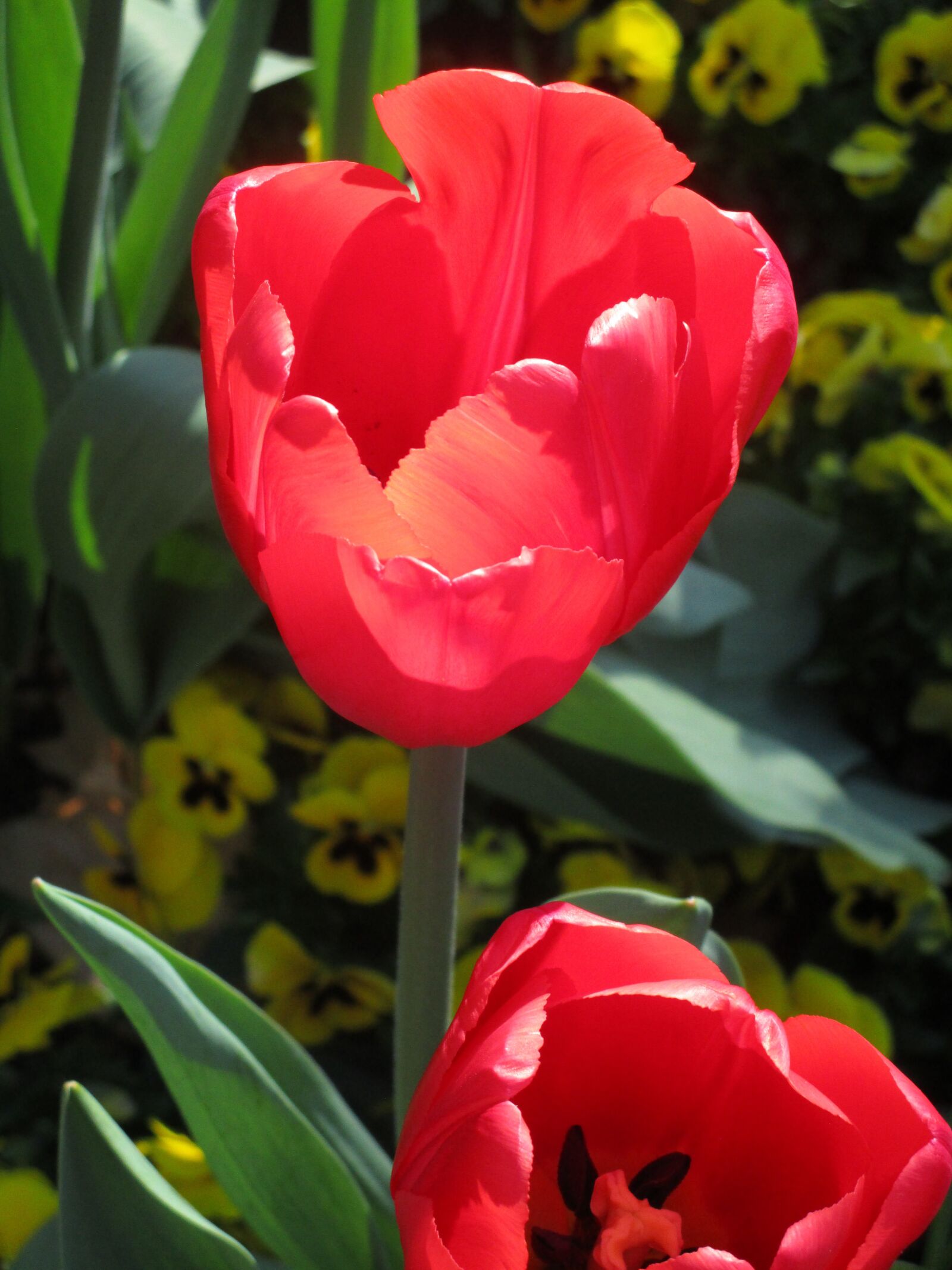 Canon PowerShot ELPH 150 IS (IXUS 155 / IXY 140) sample photo. "Red, spring, tulips" photography