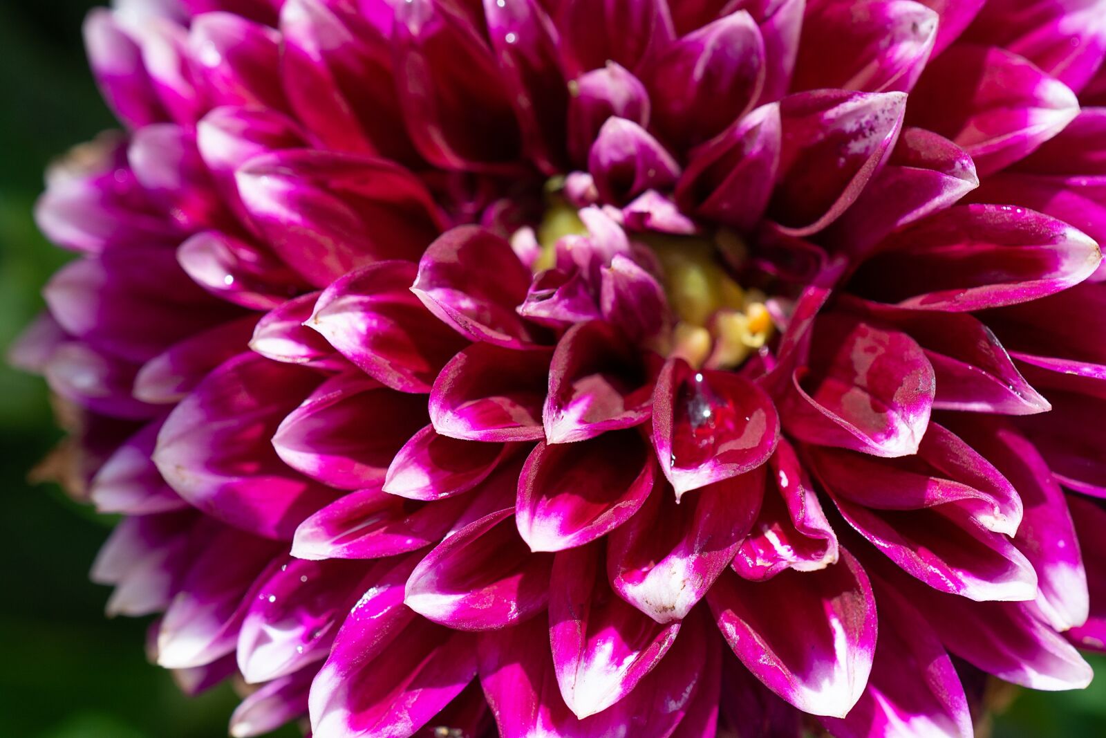 Nikon D7100 sample photo. Dahlia, blossom, bloom photography