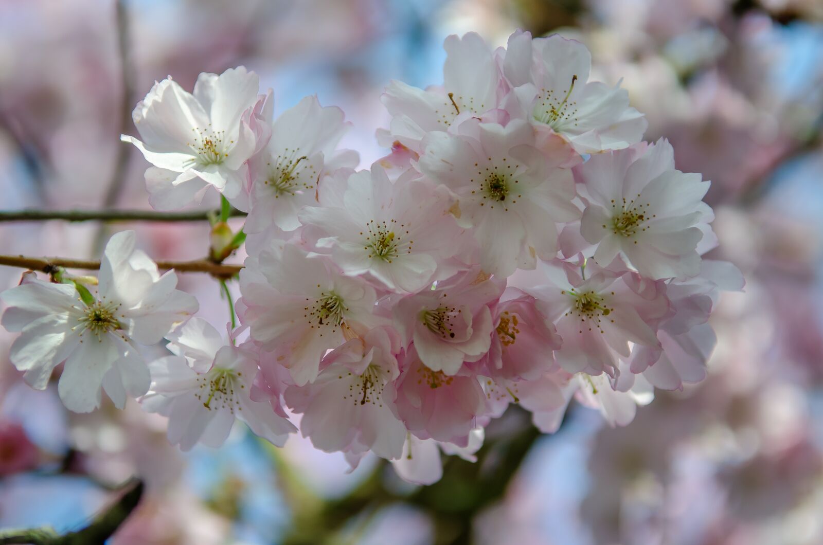 Nikon D7000 sample photo. Tree, flower, spring photography