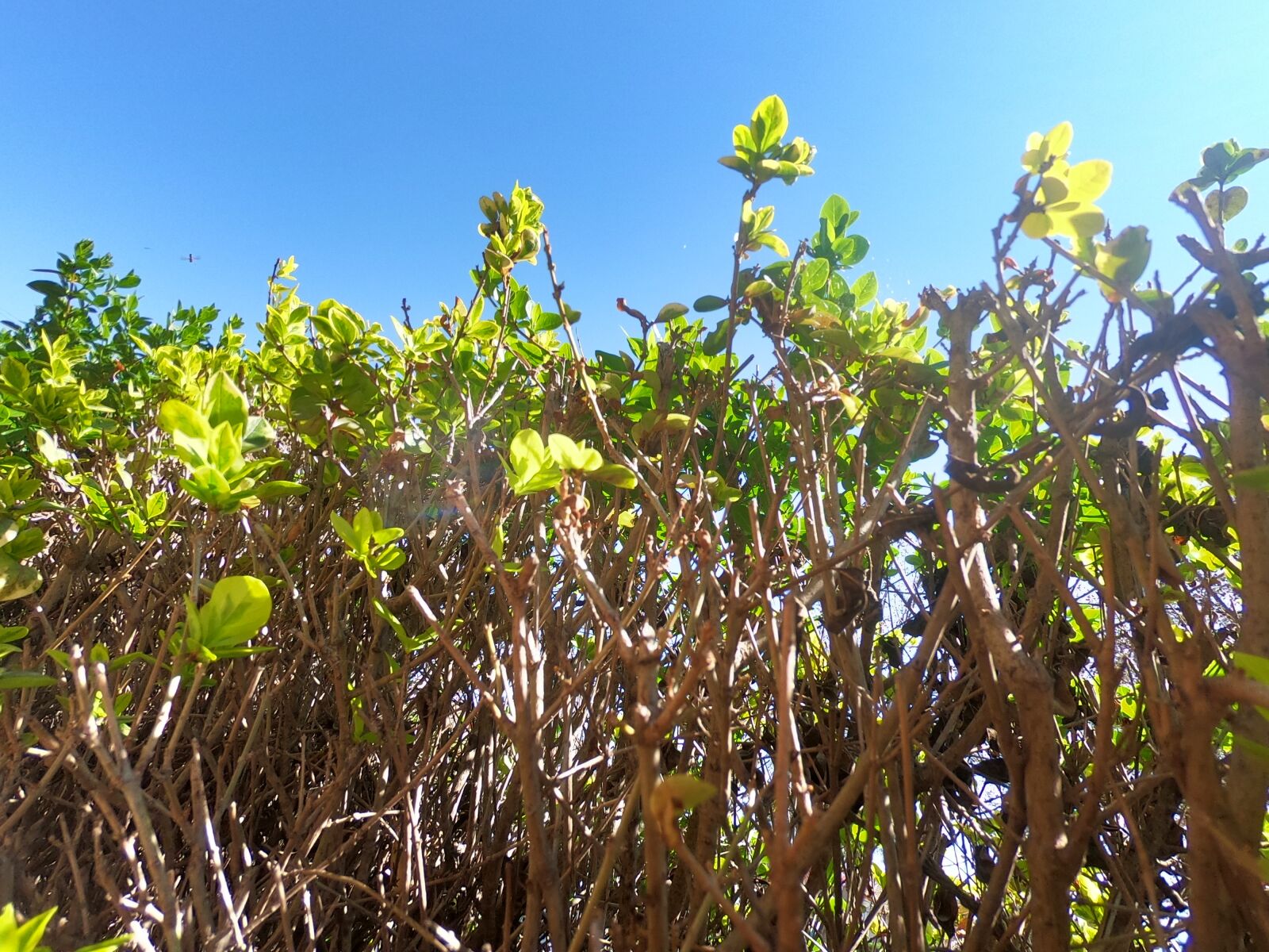 GoPro Hero7 Black sample photo. Planta, verde, naturaleza photography