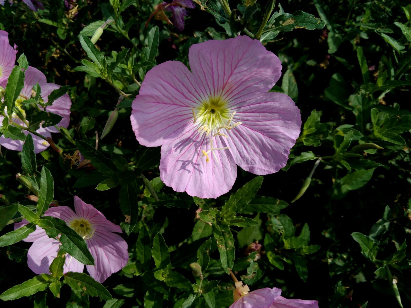 Lenovo S60-A sample photo. Petunia, petal, summer, leaf photography
