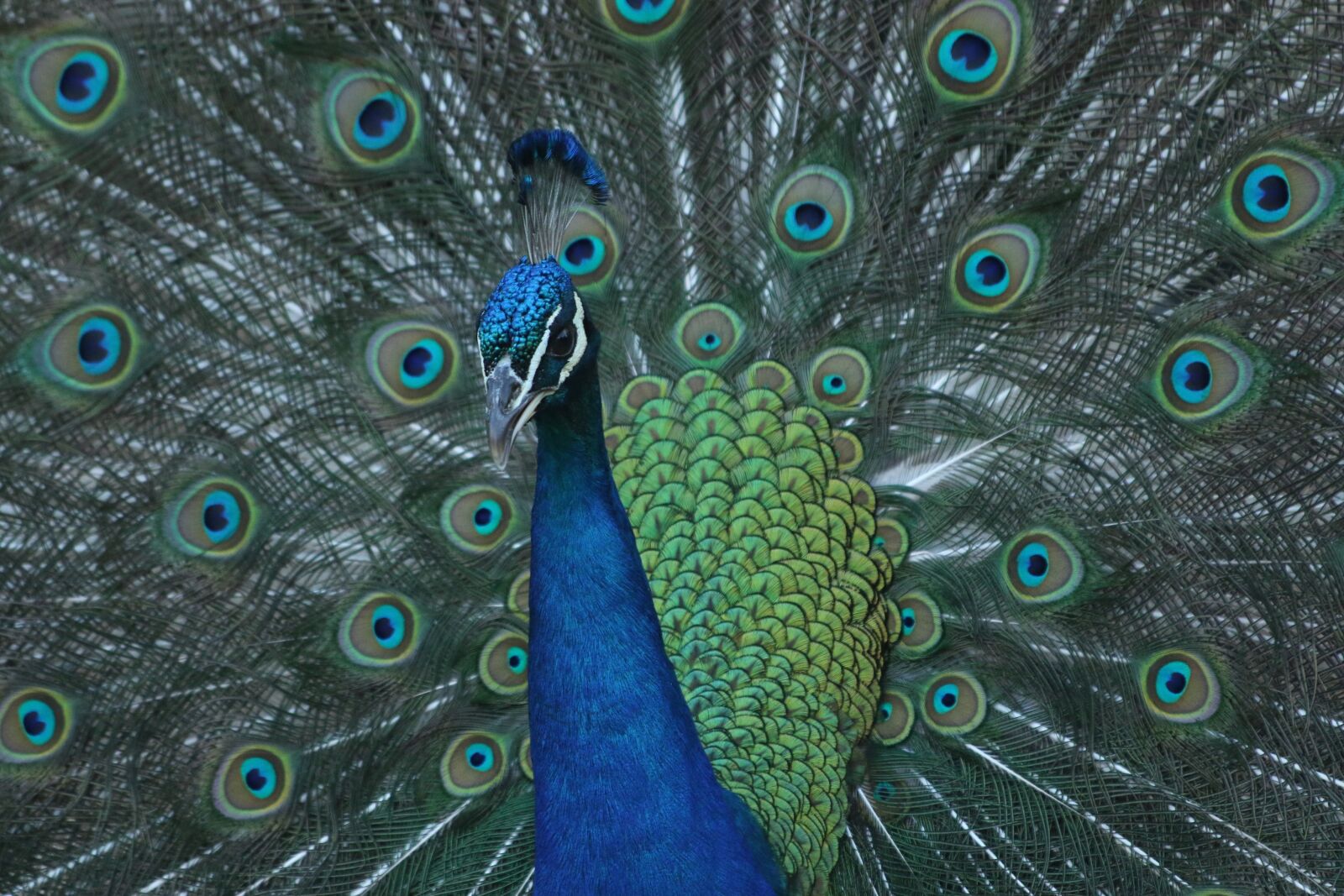 Canon EF 70-300mm F4-5.6 IS USM sample photo. Peacock, bird, colorful photography