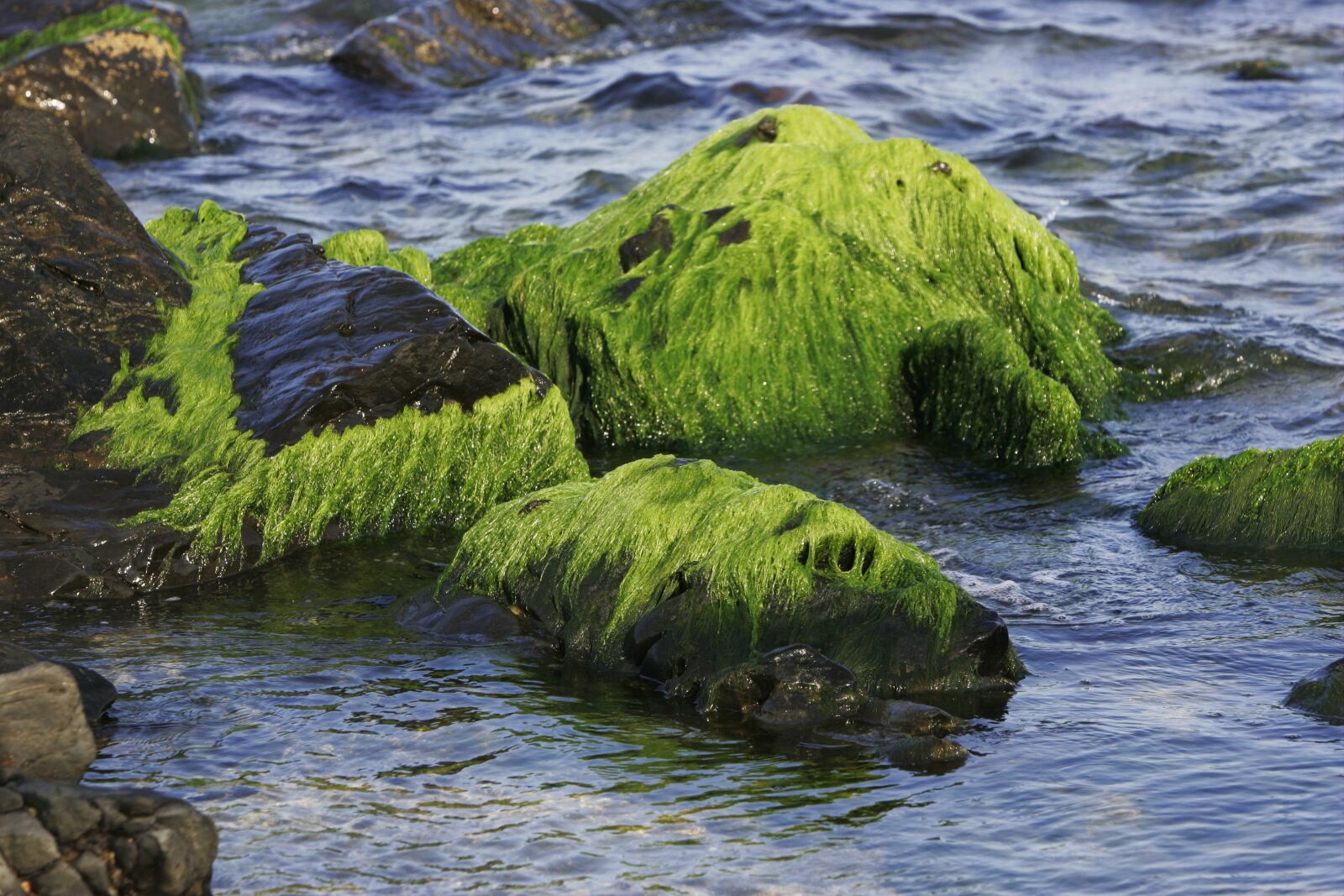Canon EOS-1D Mark II sample photo. Sea, waves, moss photography