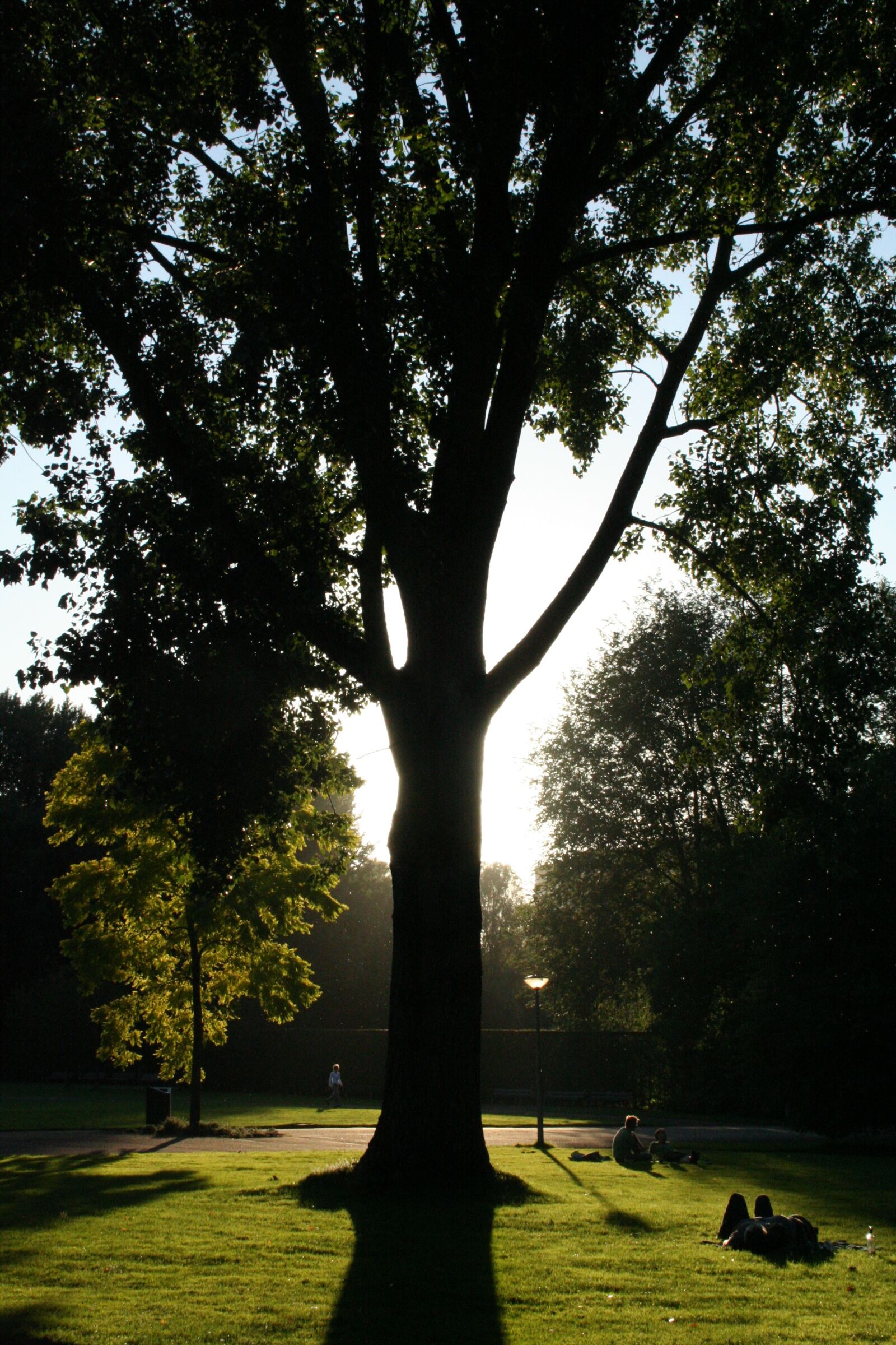 Canon EOS 350D (EOS Digital Rebel XT / EOS Kiss Digital N) sample photo. Amsterdam, tree, park photography