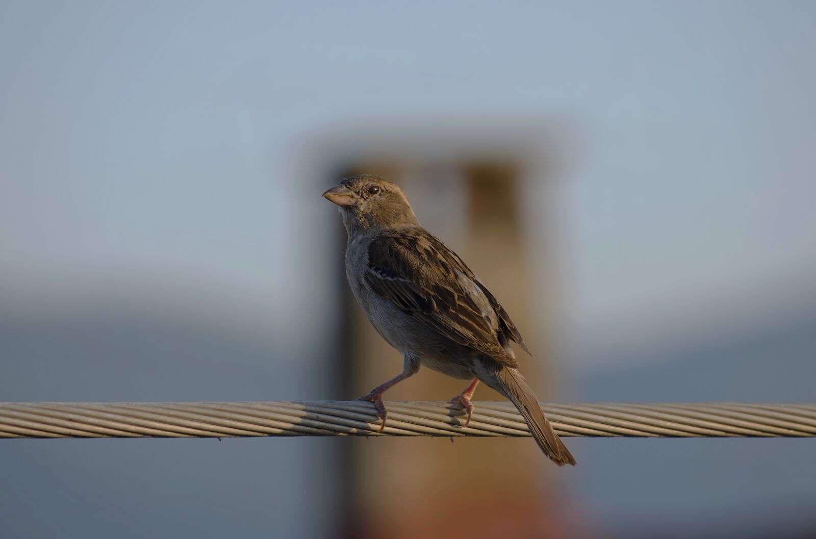 Nikon D5100 sample photo. Bird, sparrow, wings photography