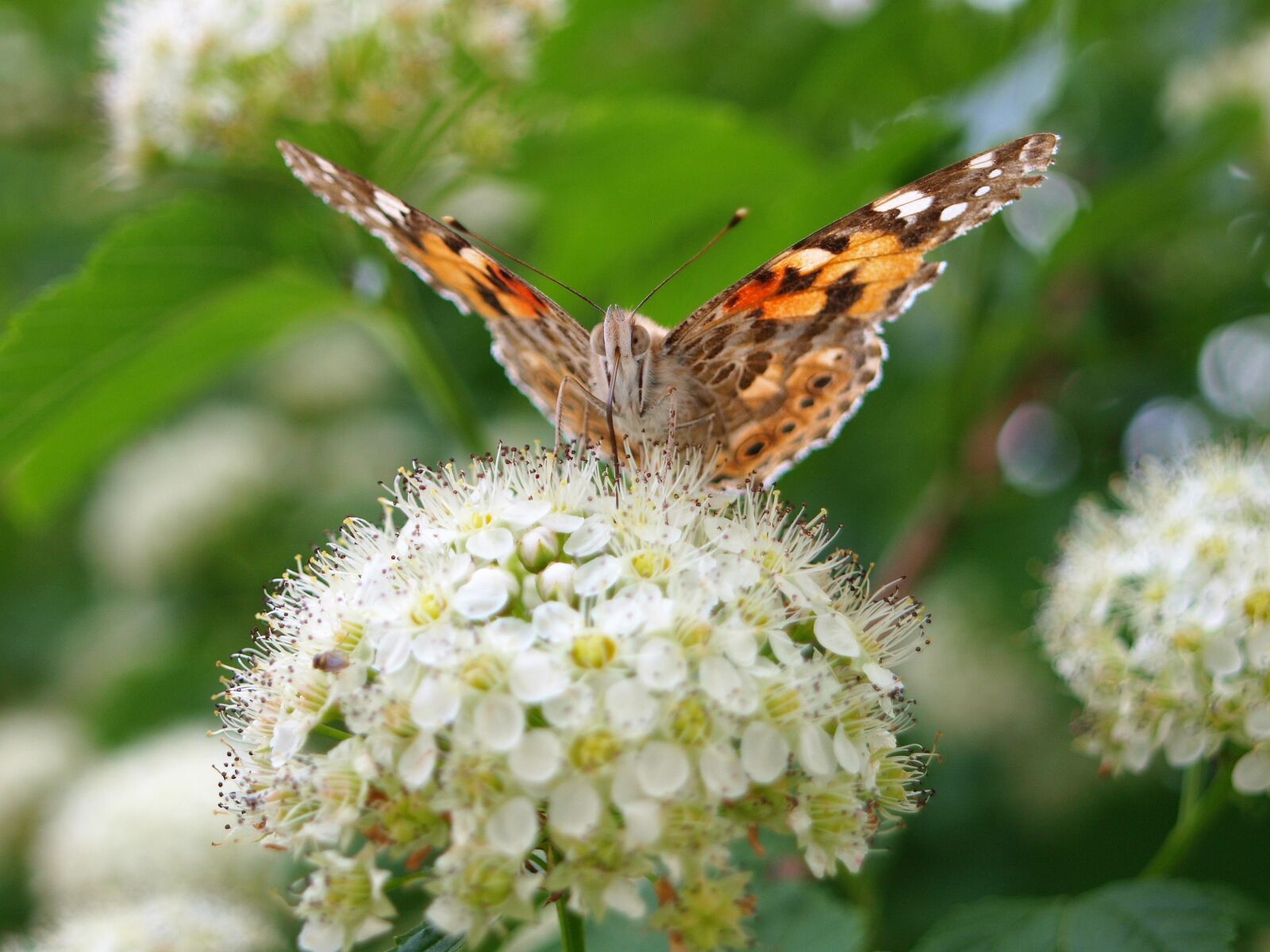 Olympus E-420 (EVOLT E-420) sample photo. Vanessa cardui, butterfly, nature photography