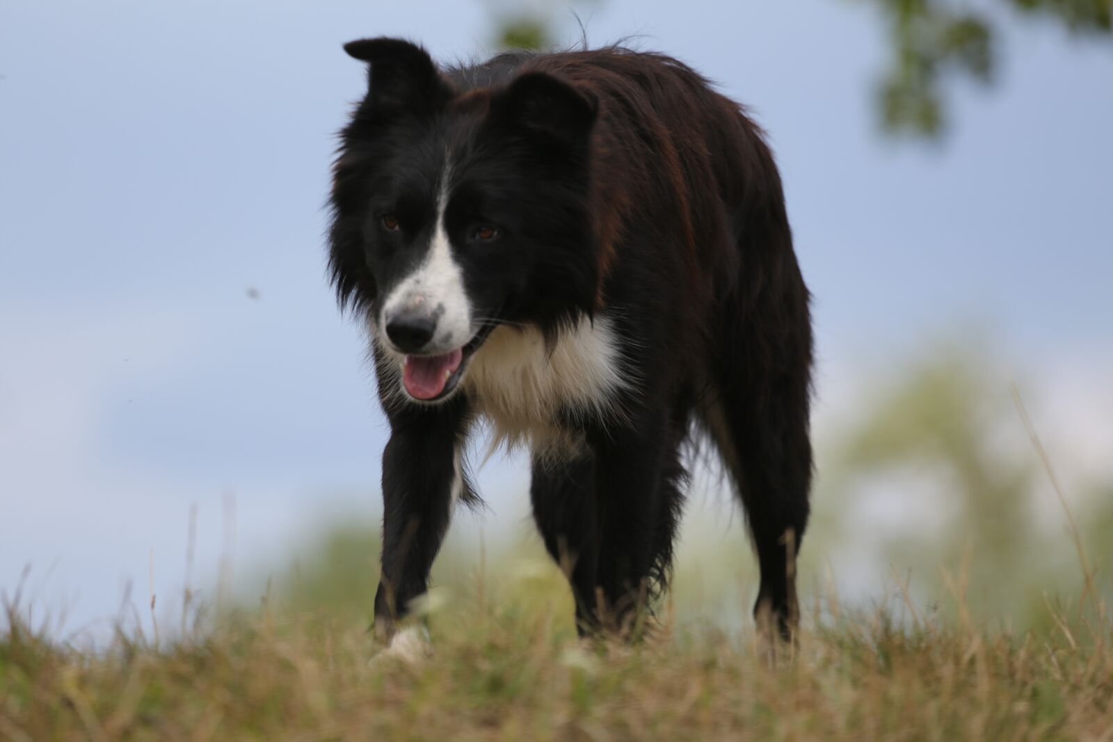 Canon EF 100-400mm F4.5-5.6L IS USM sample photo. Dog, collie, pet photography