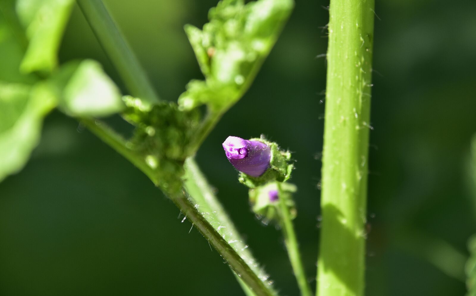 Nikon D7200 sample photo. Leaf, nature, plant photography