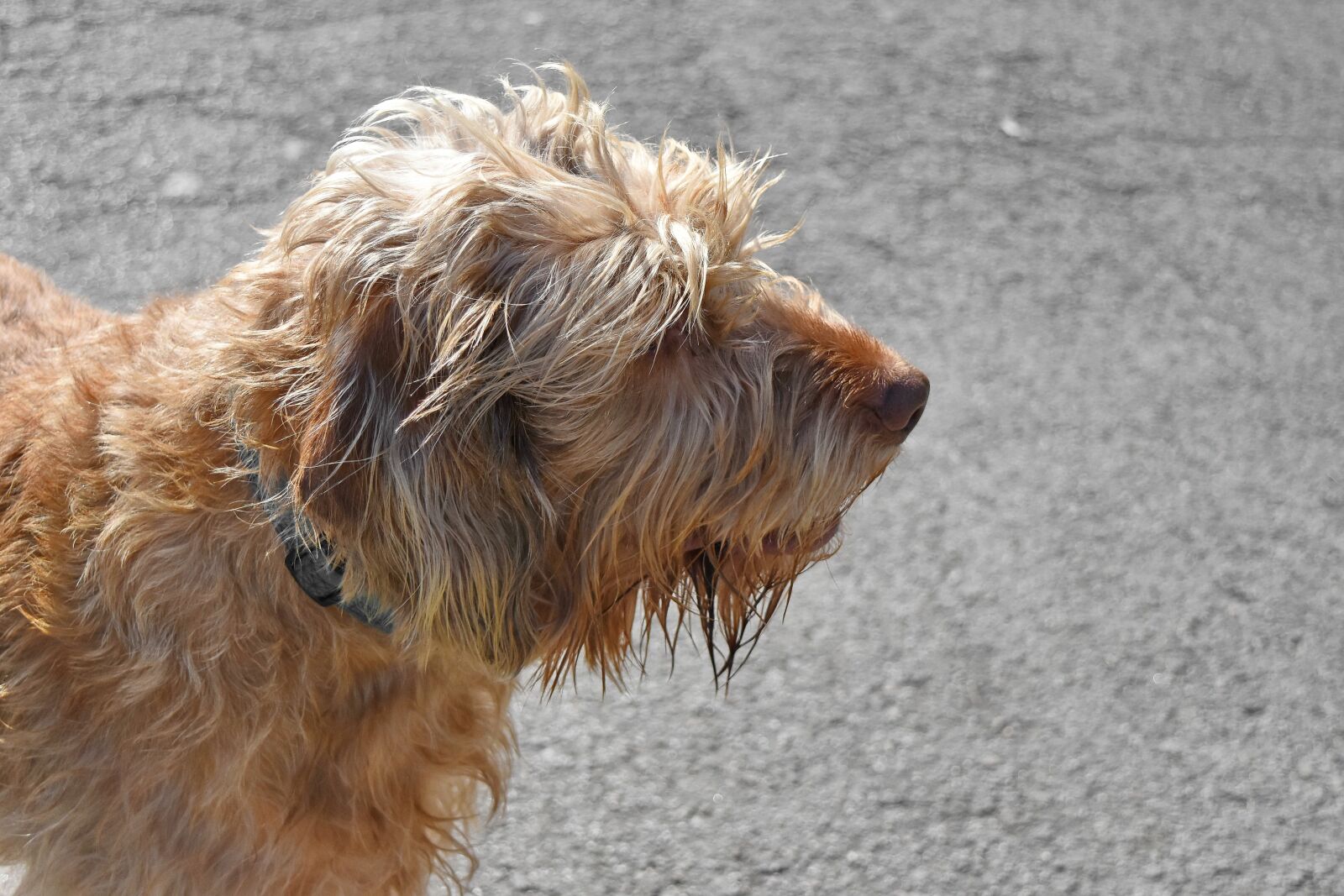 Nikon D5500 sample photo. Shepherd dog, dog, animal photography
