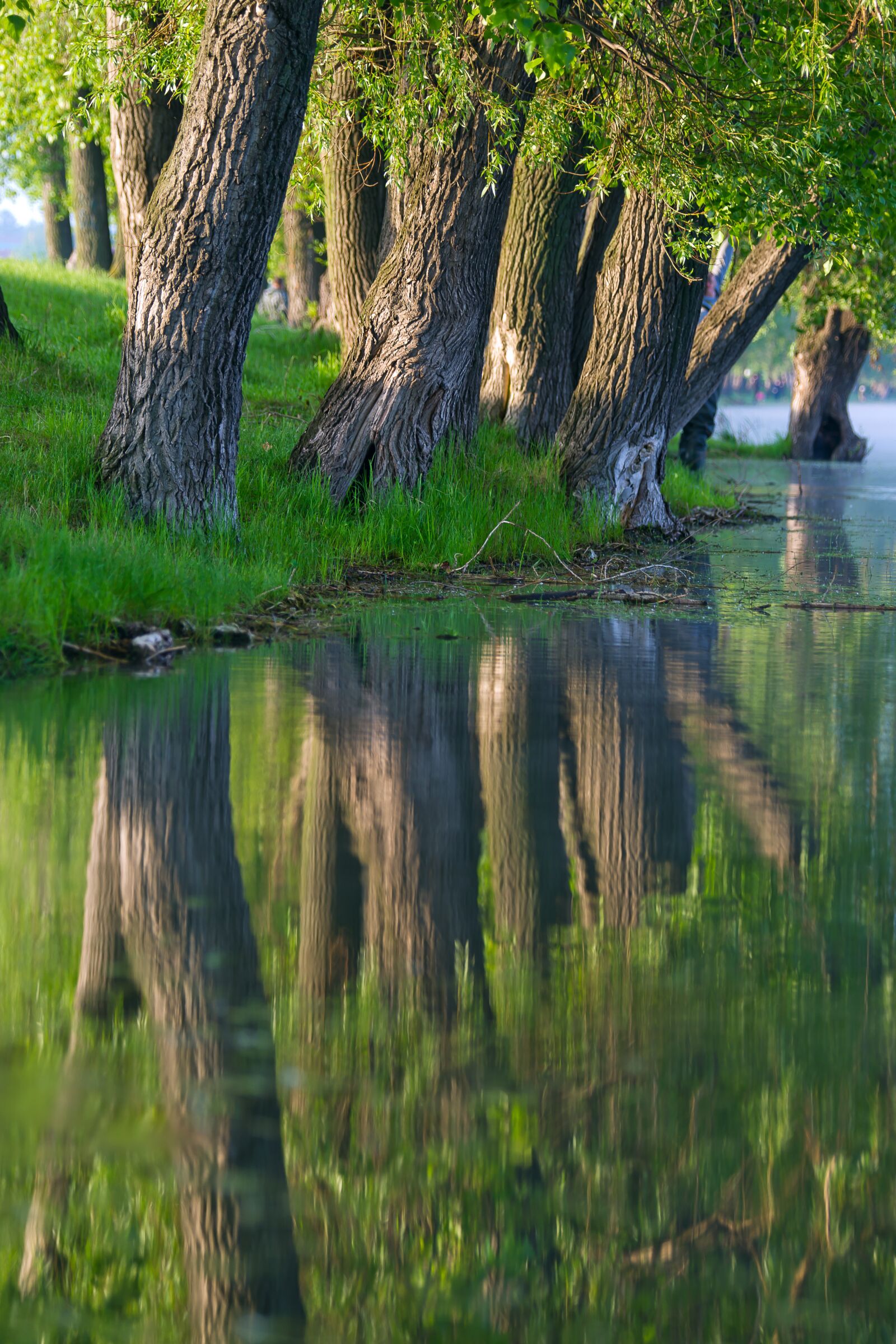 Sony Alpha DSLR-A850 sample photo. Nature, water, morning photography