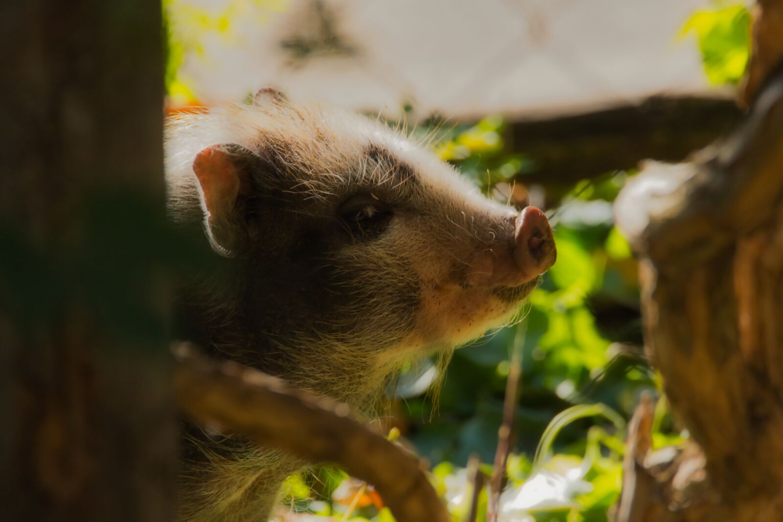 Canon EOS 70D sample photo. Wild, hunting, animal photography
