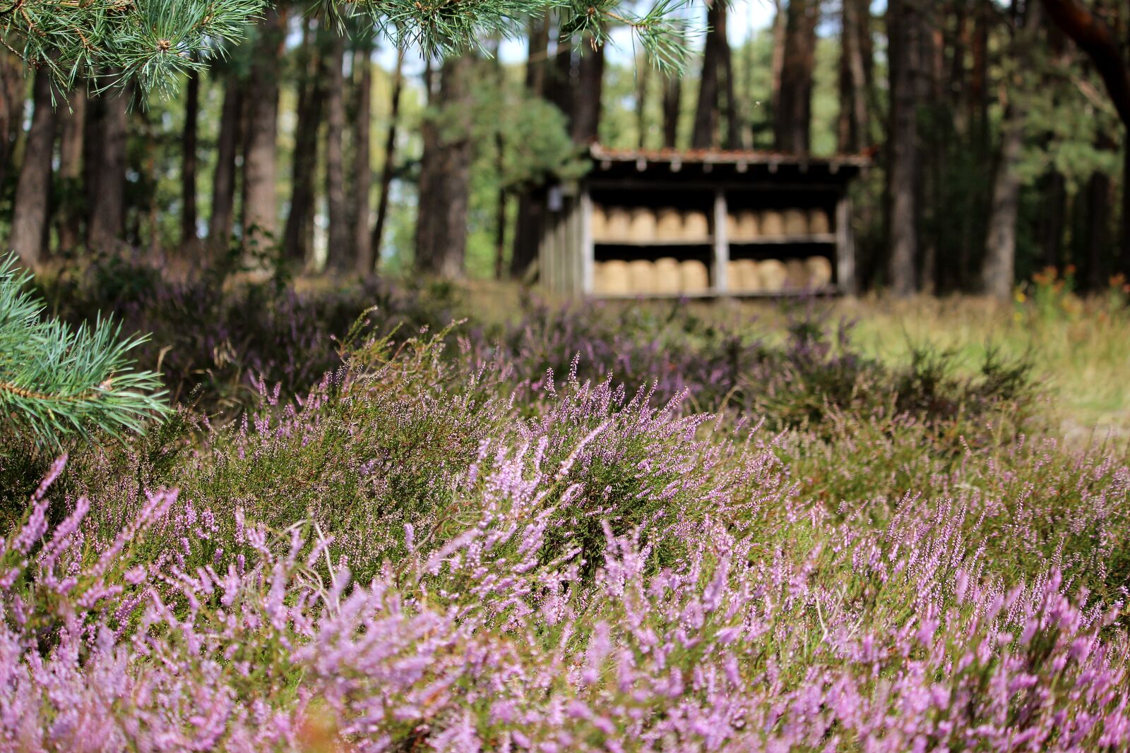 Canon EF-S 55-250mm F4-5.6 IS STM sample photo. L neburg heath, purple photography