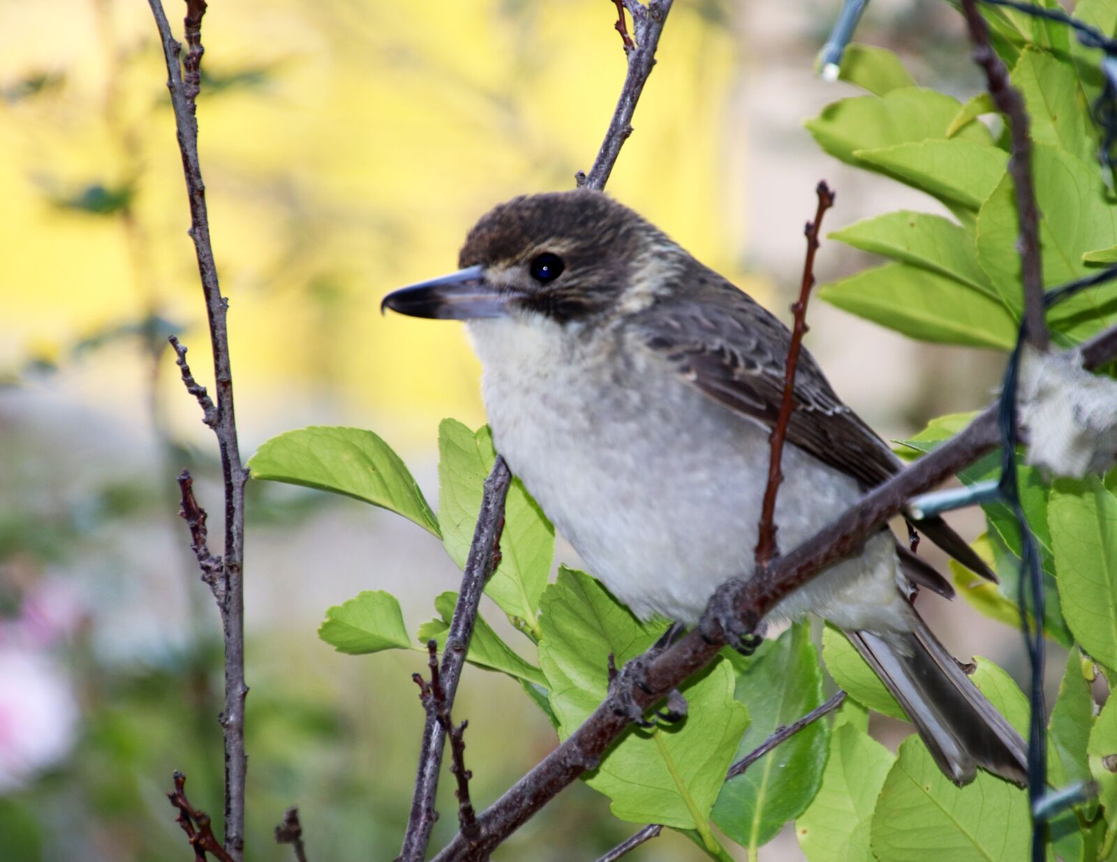 Canon EOS 800D (EOS Rebel T7i / EOS Kiss X9i) sample photo. Bird, grey butcherbird, australian photography