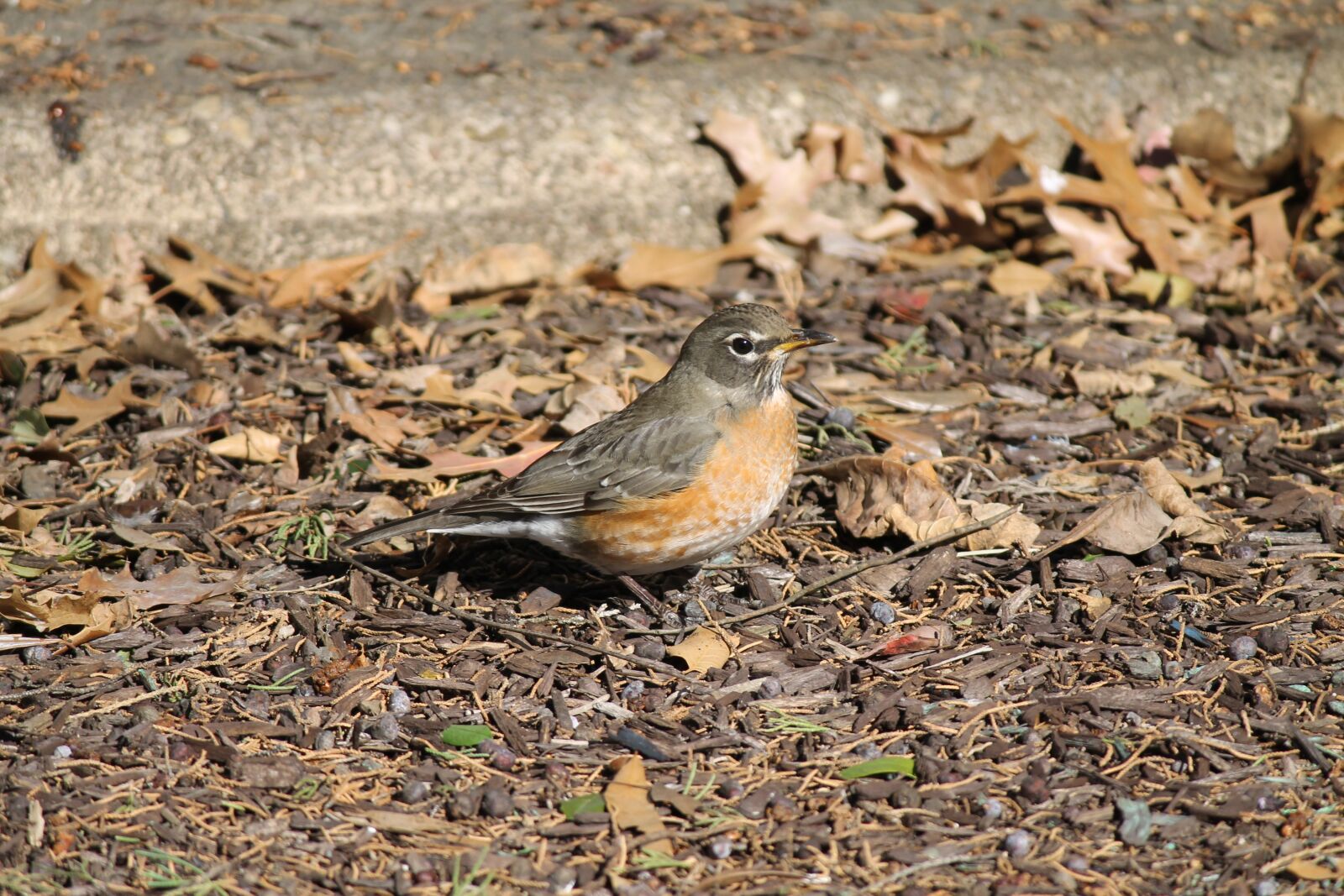 Canon EOS 1100D (EOS Rebel T3 / EOS Kiss X50) sample photo. Turdus migratorius, american robin photography