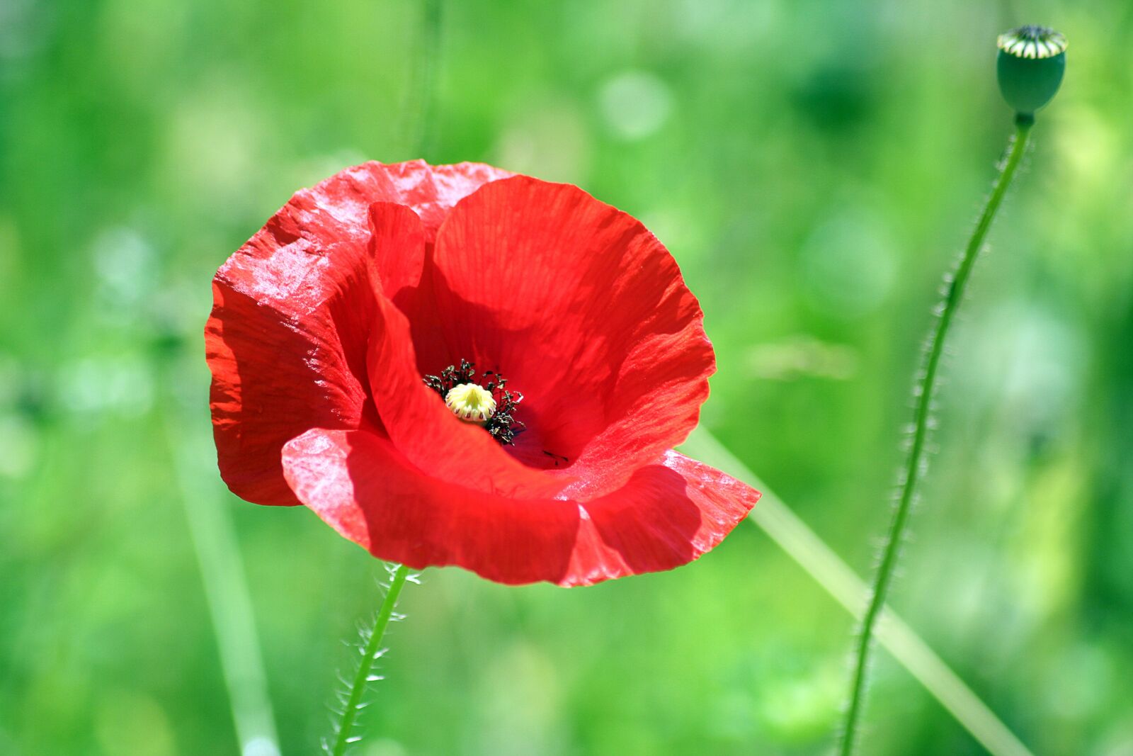 Canon EOS 350D (EOS Digital Rebel XT / EOS Kiss Digital N) sample photo. Flower, poppy, red photography