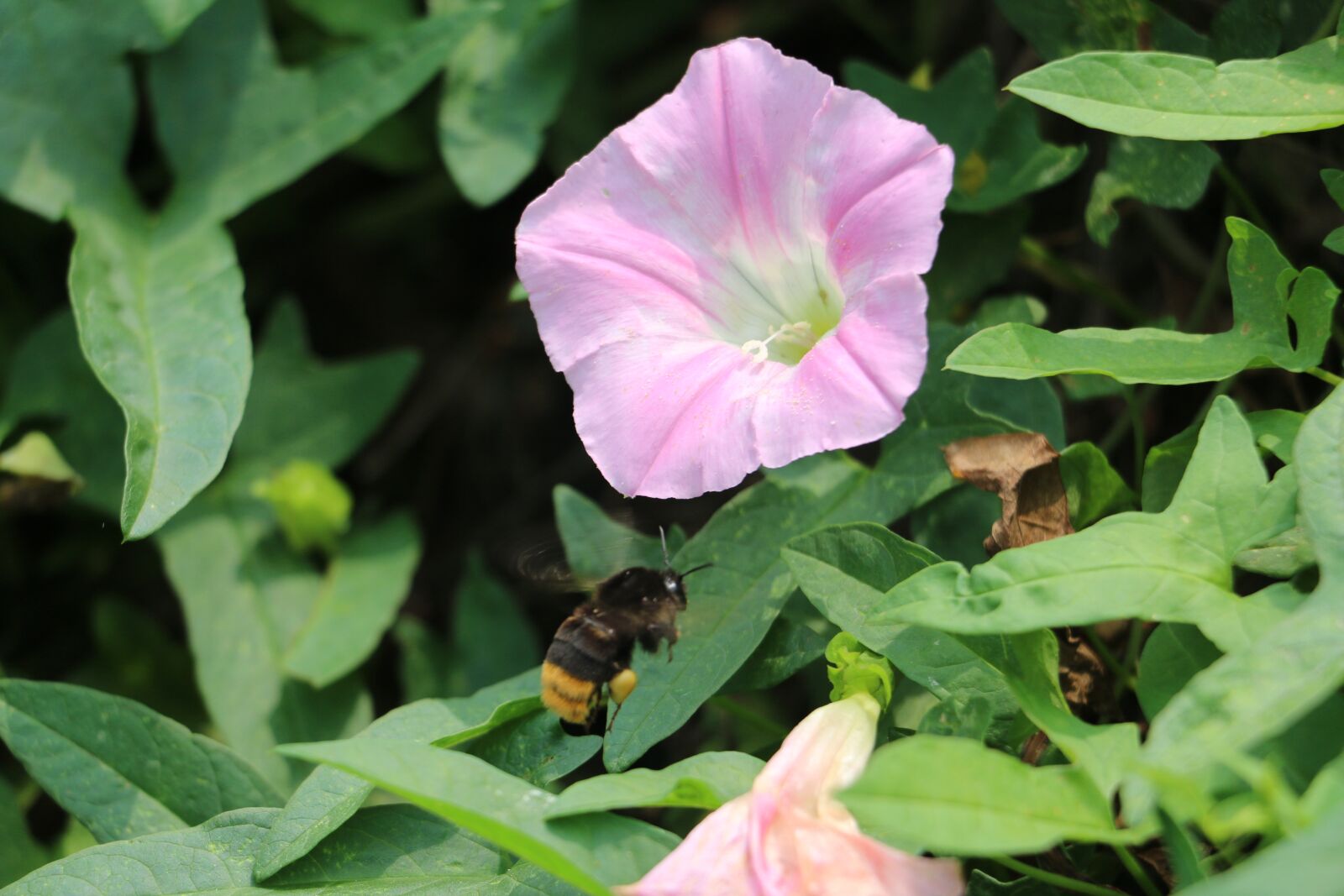 Canon EOS 70D sample photo. Nature, green, flower photography