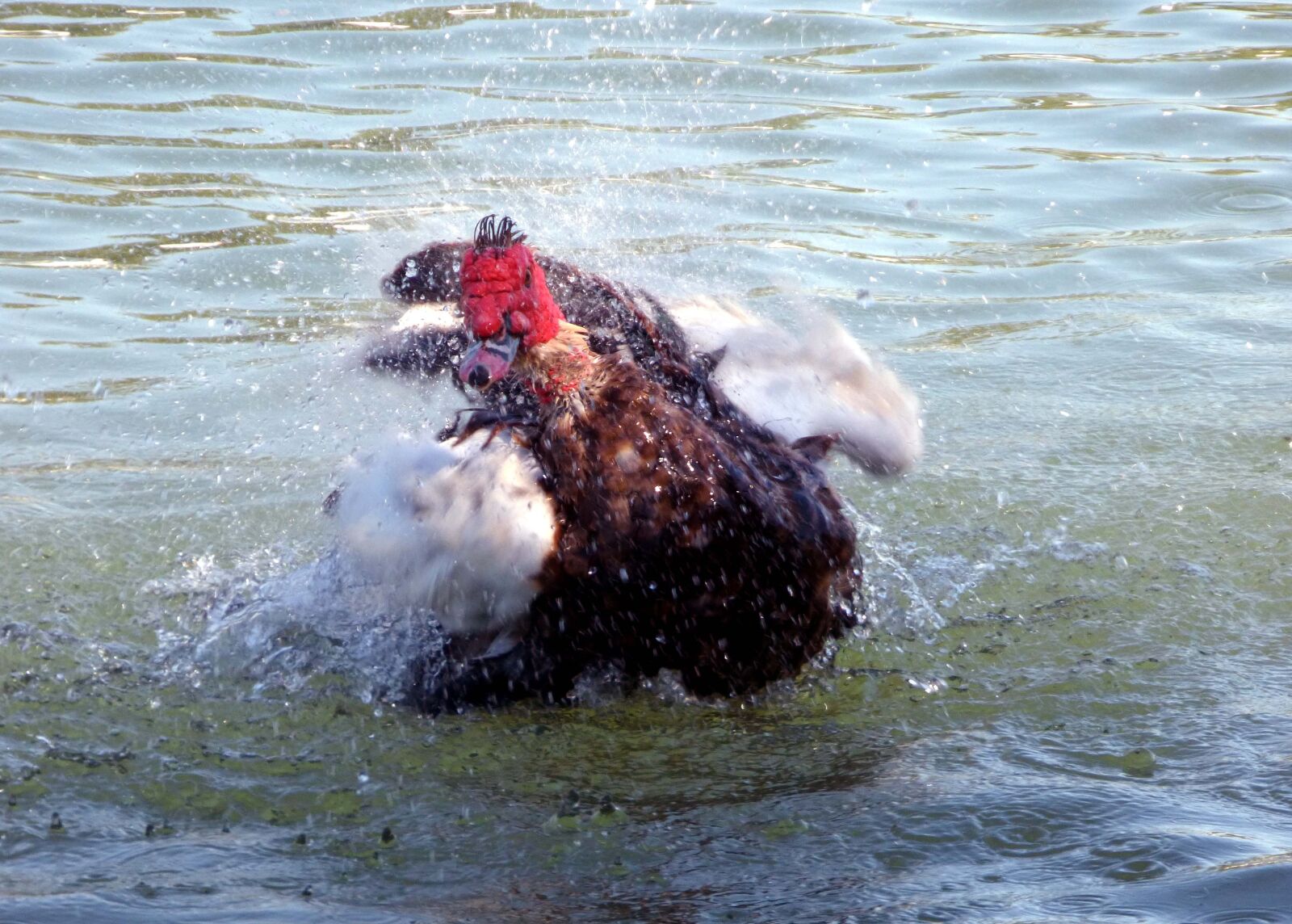 Panasonic DMC-FZ72 sample photo. Duck, bird, water photography