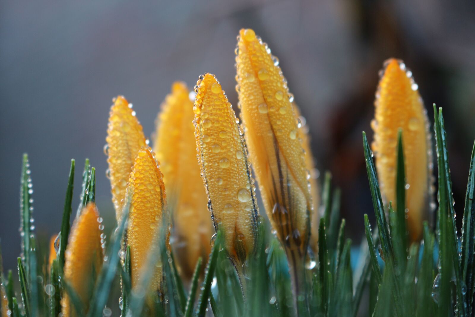 Canon EOS 700D (EOS Rebel T5i / EOS Kiss X7i) sample photo. Crocus, spring, early bloomer photography