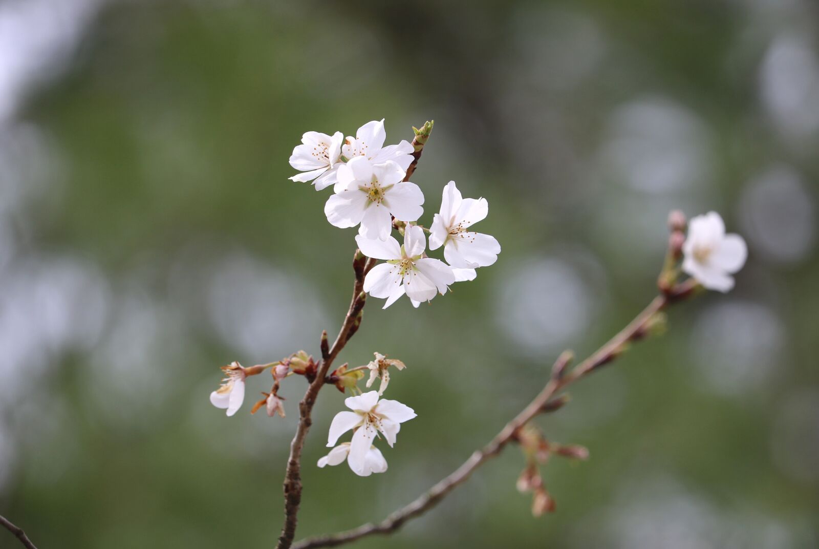 Canon EOS 750D (EOS Rebel T6i / EOS Kiss X8i) + Canon EF-S 55-250mm F4-5.6 IS STM sample photo. Spring, bloom, nature photography