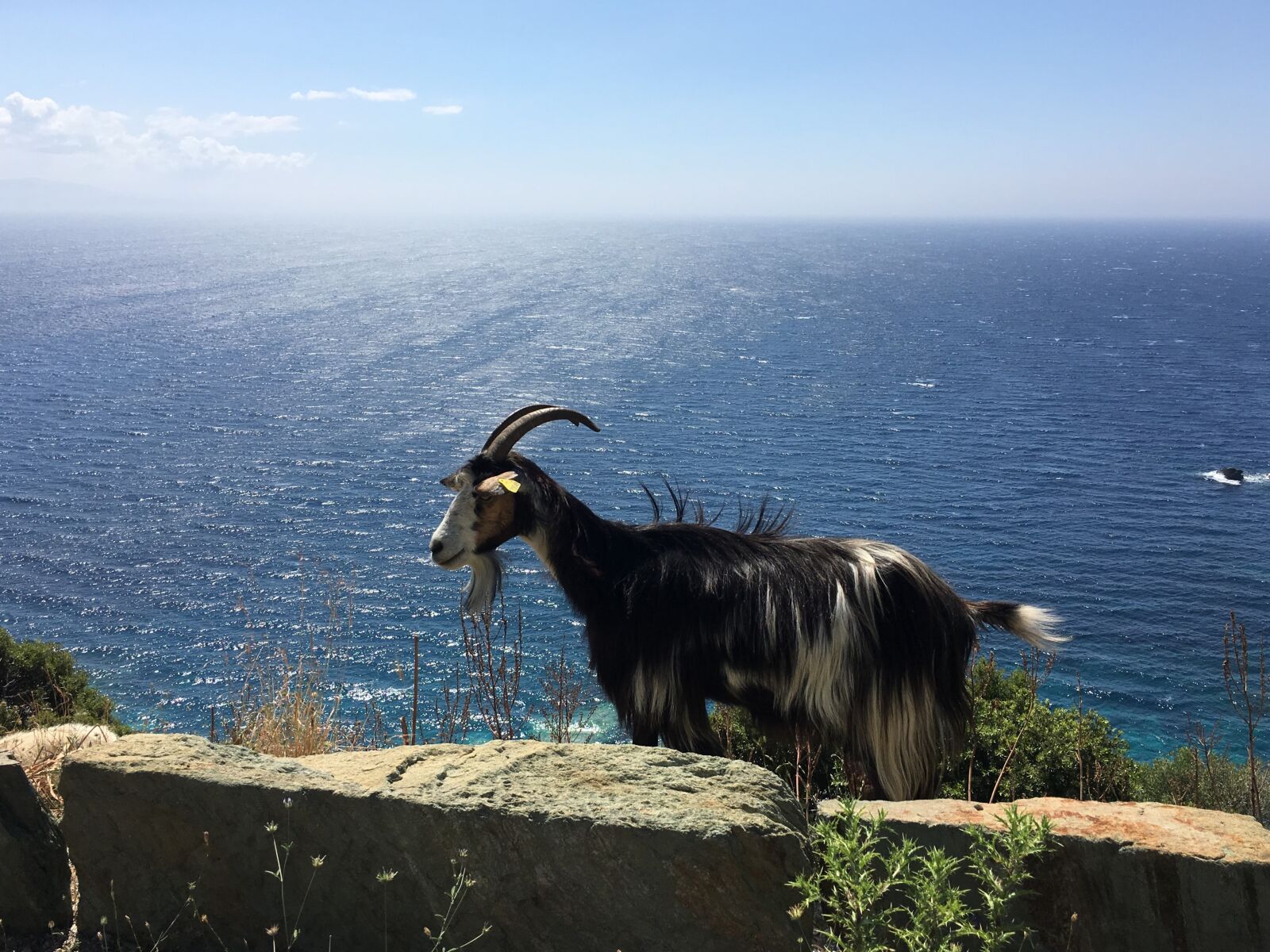 Apple iPhone 6s sample photo. Goat, mountain goat, sea photography