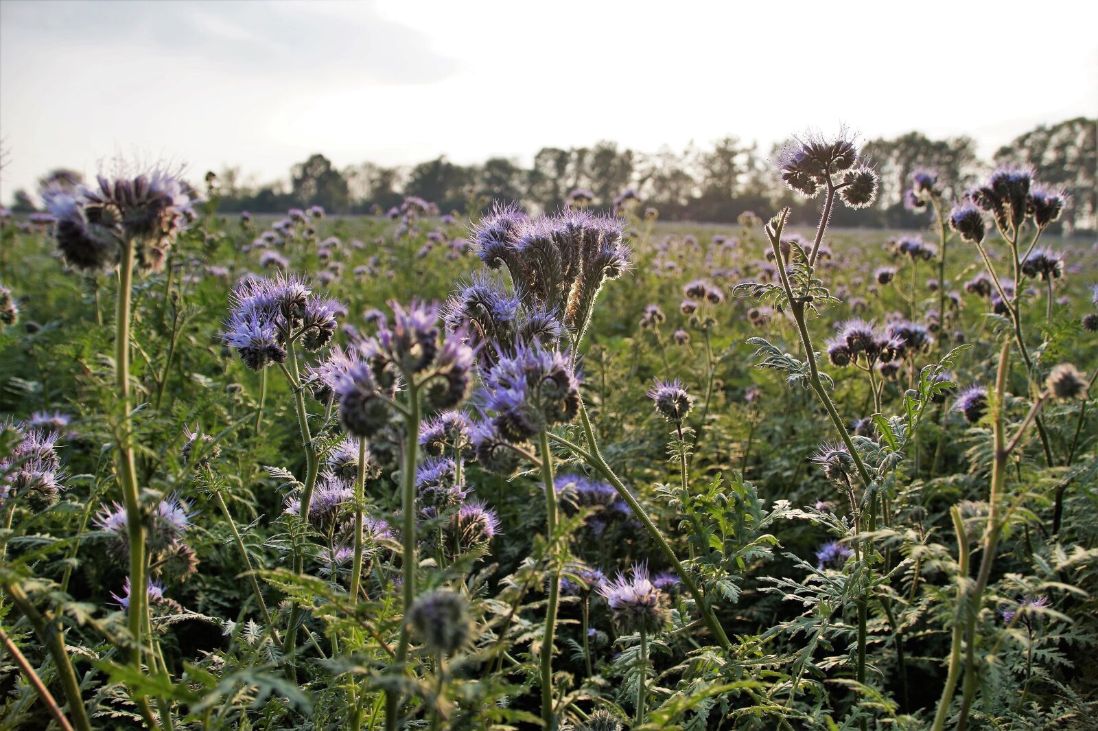 Sony SLT-A58 sample photo. Tansy, phacelia, medonosná photography
