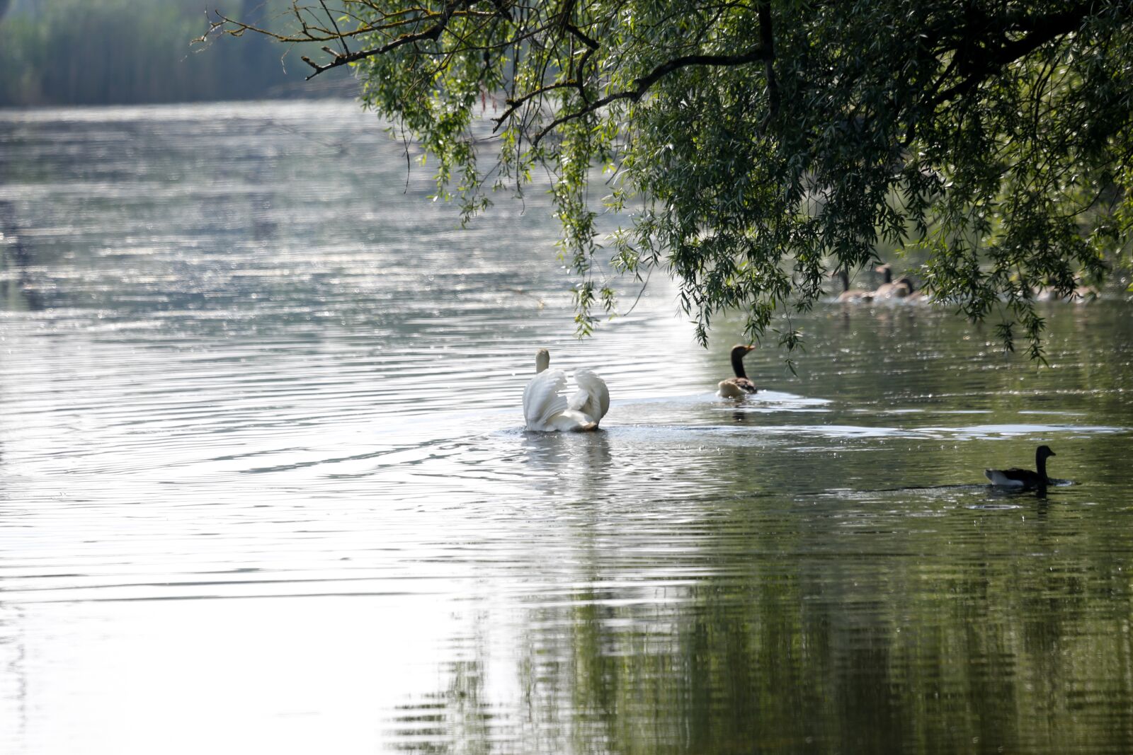 Canon EF 100-400mm F4.5-5.6L IS USM sample photo. Swan, water, lake photography