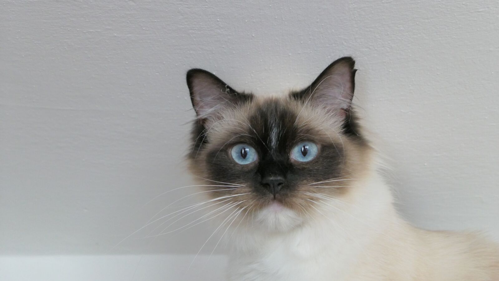 Panasonic Lumix DMC-LX10 (Lumix DMC-LX15) sample photo. Cat, ragdoll, thoroughbred photography