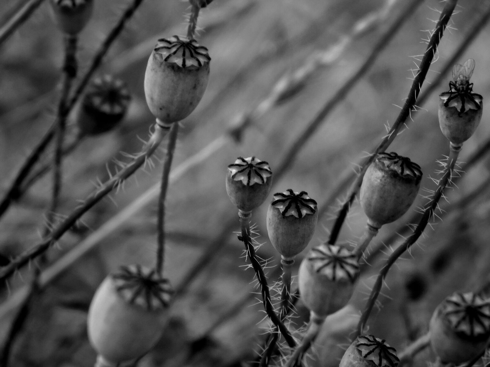 Nikon Coolpix L840 sample photo. Poppy buds, poppy, mohngewaechs photography