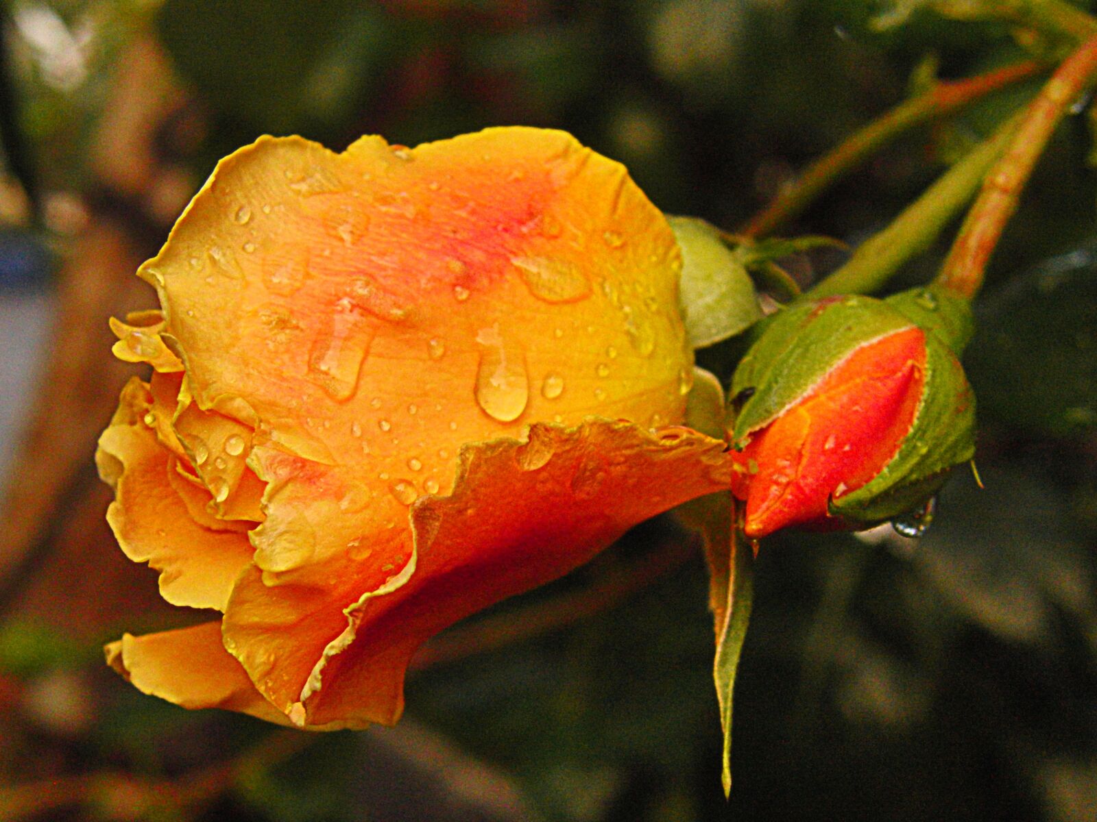 CASIO EX-FH20 sample photo. Nature, flower, leaf photography