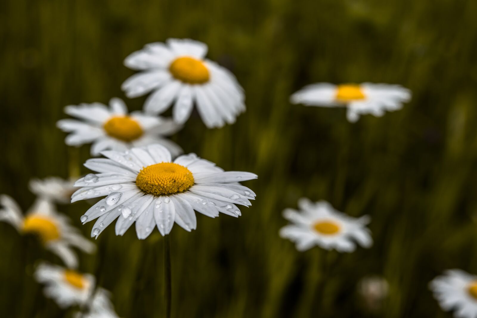 Nikon D3300 sample photo. Nature, flower, flora photography