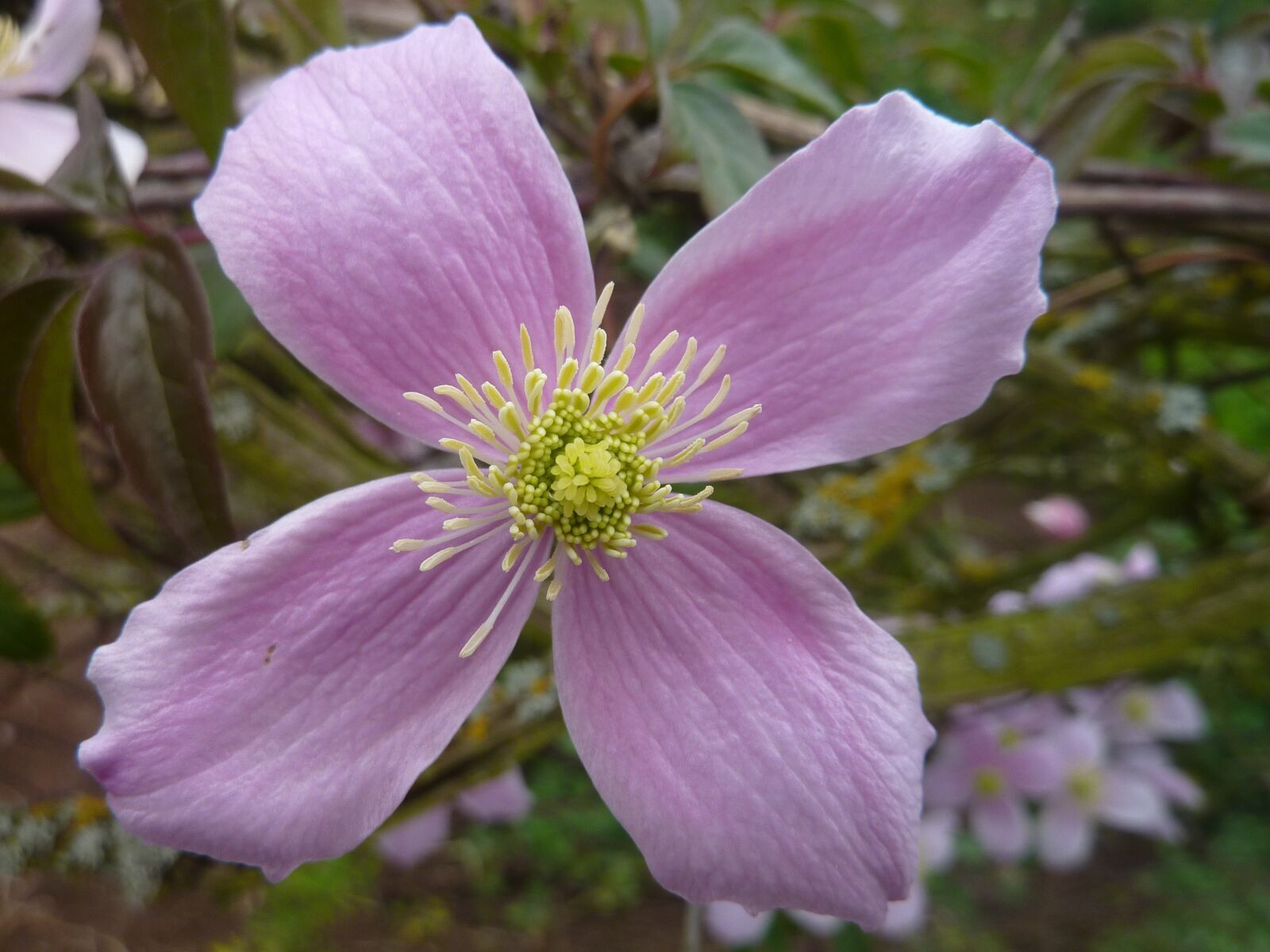 Panasonic Lumix DMC-ZS1 (Lumix DMC-TZ6) sample photo. Blossom, bloom, purple photography