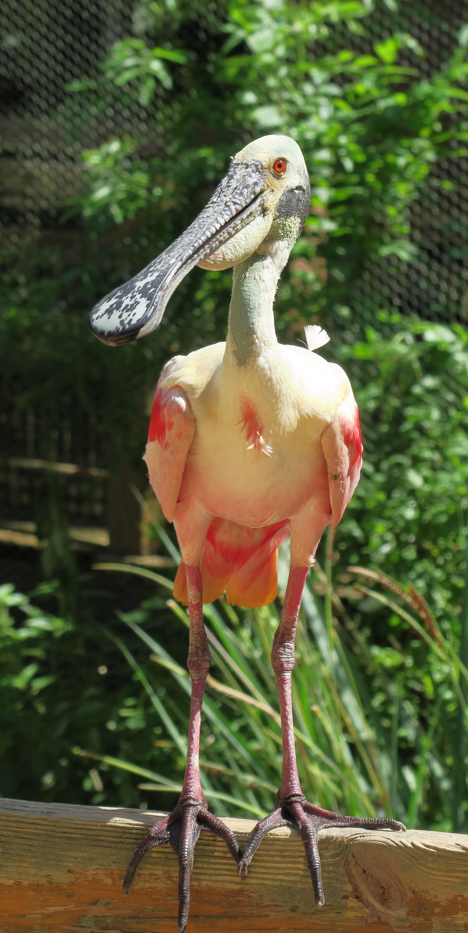 Canon PowerShot G3 X sample photo. Roseate spoonbill, florida, l photography