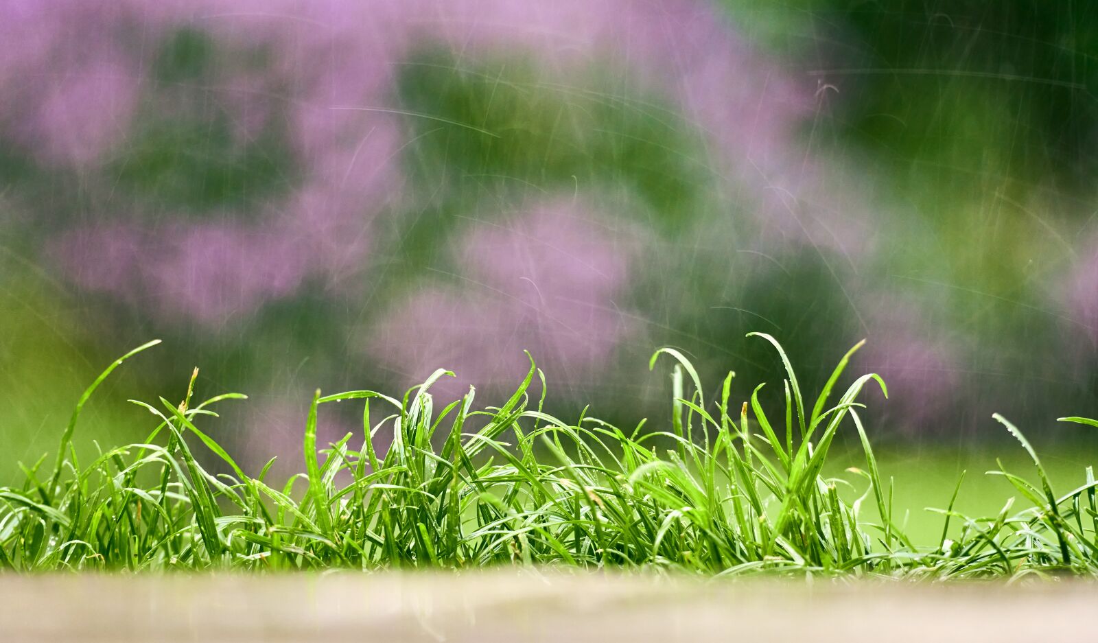 Sony E 70-350mm F4.5-6.3 G OSS sample photo. Grass, rush, rain photography